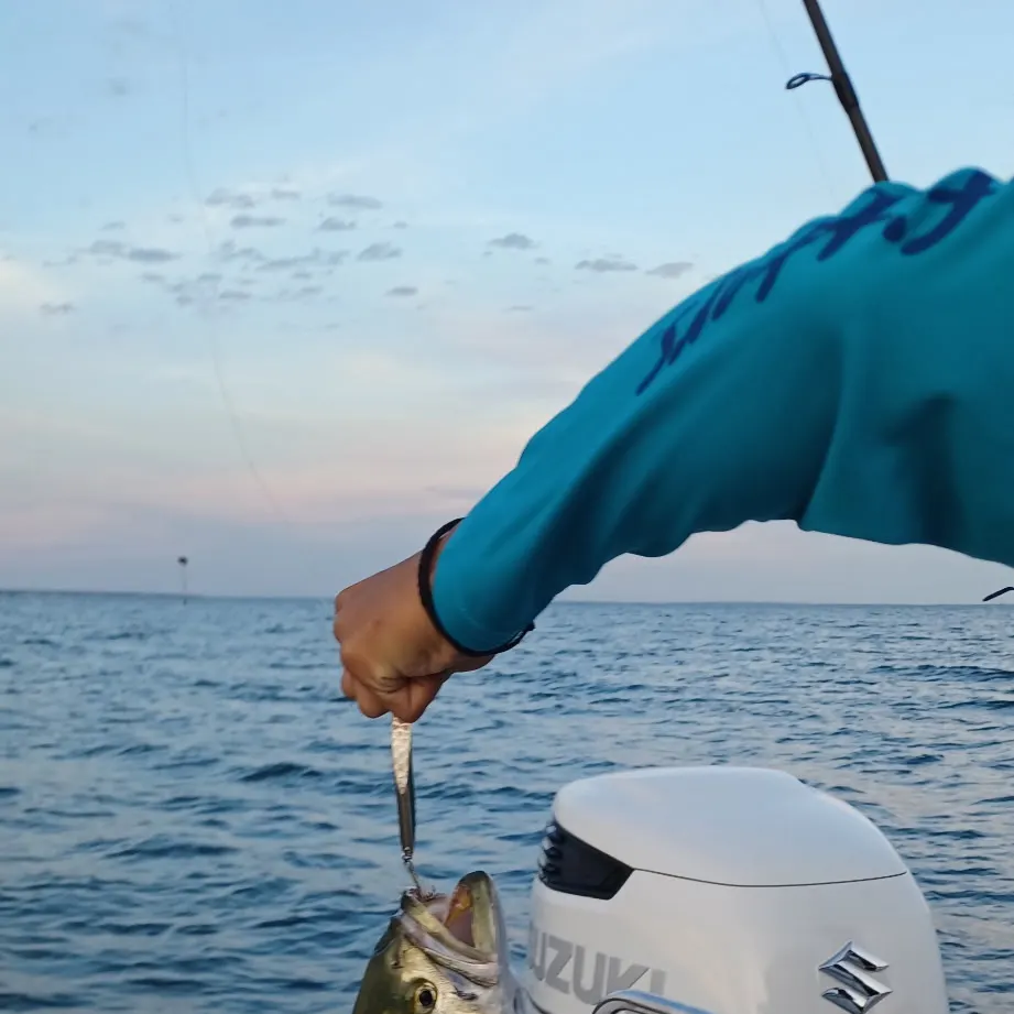 Bluefish caught on Fishbrain
