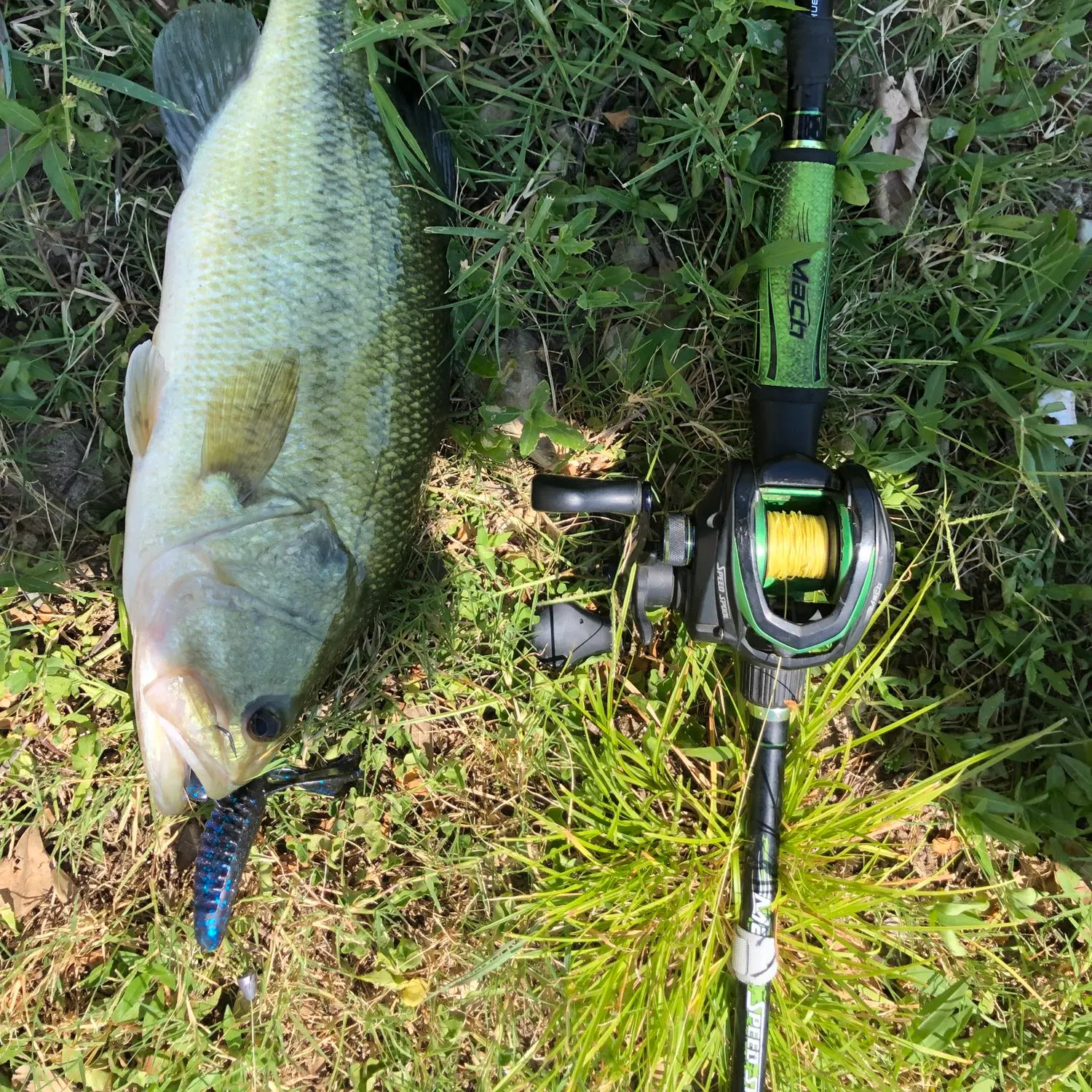 Largemouth bass caught on Fishbrain