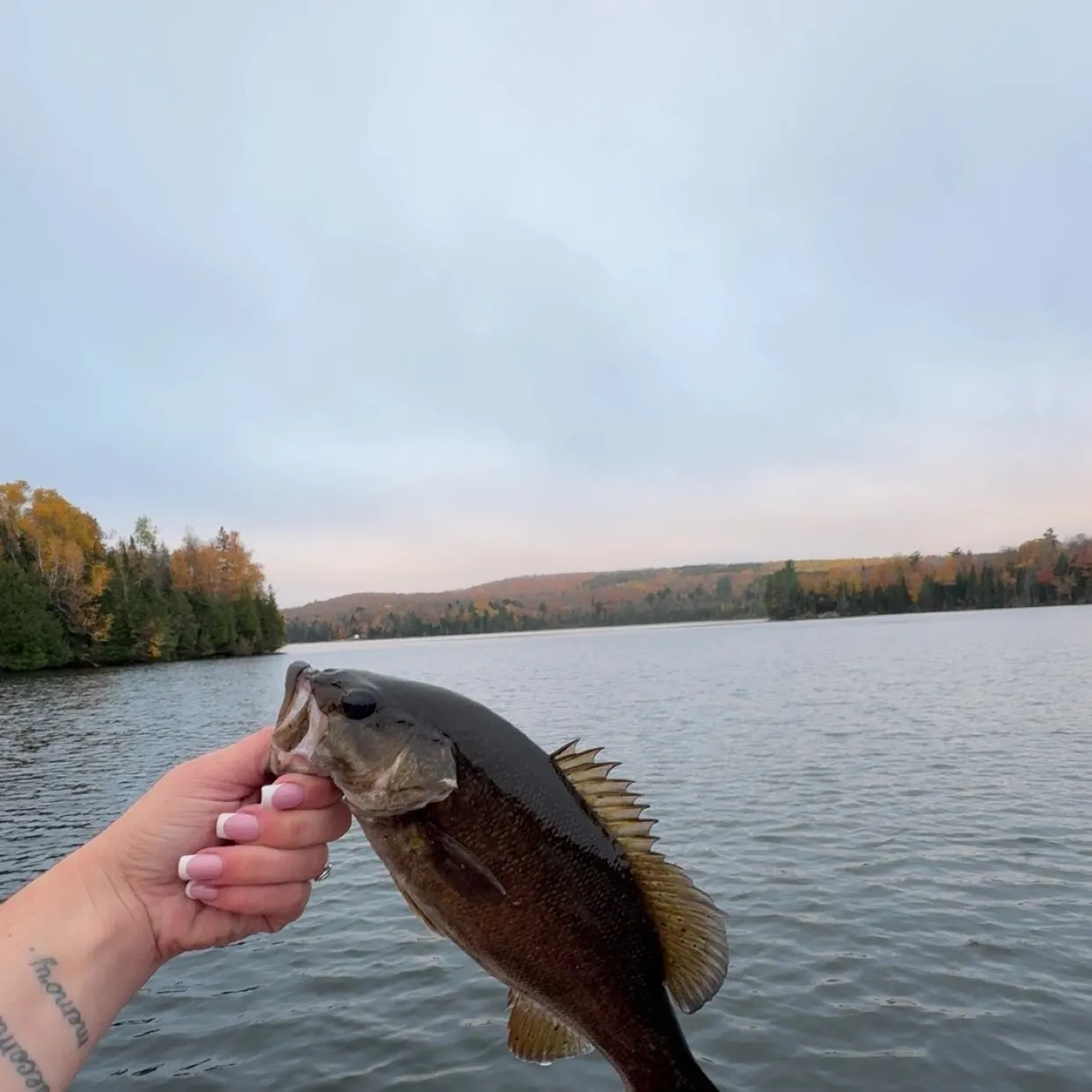 Smallmouth bass caught on Fishbrain