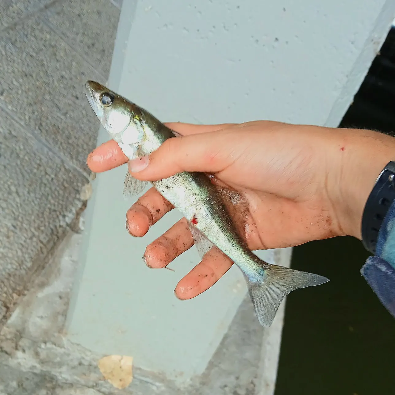 Zander caught on Fishbrain