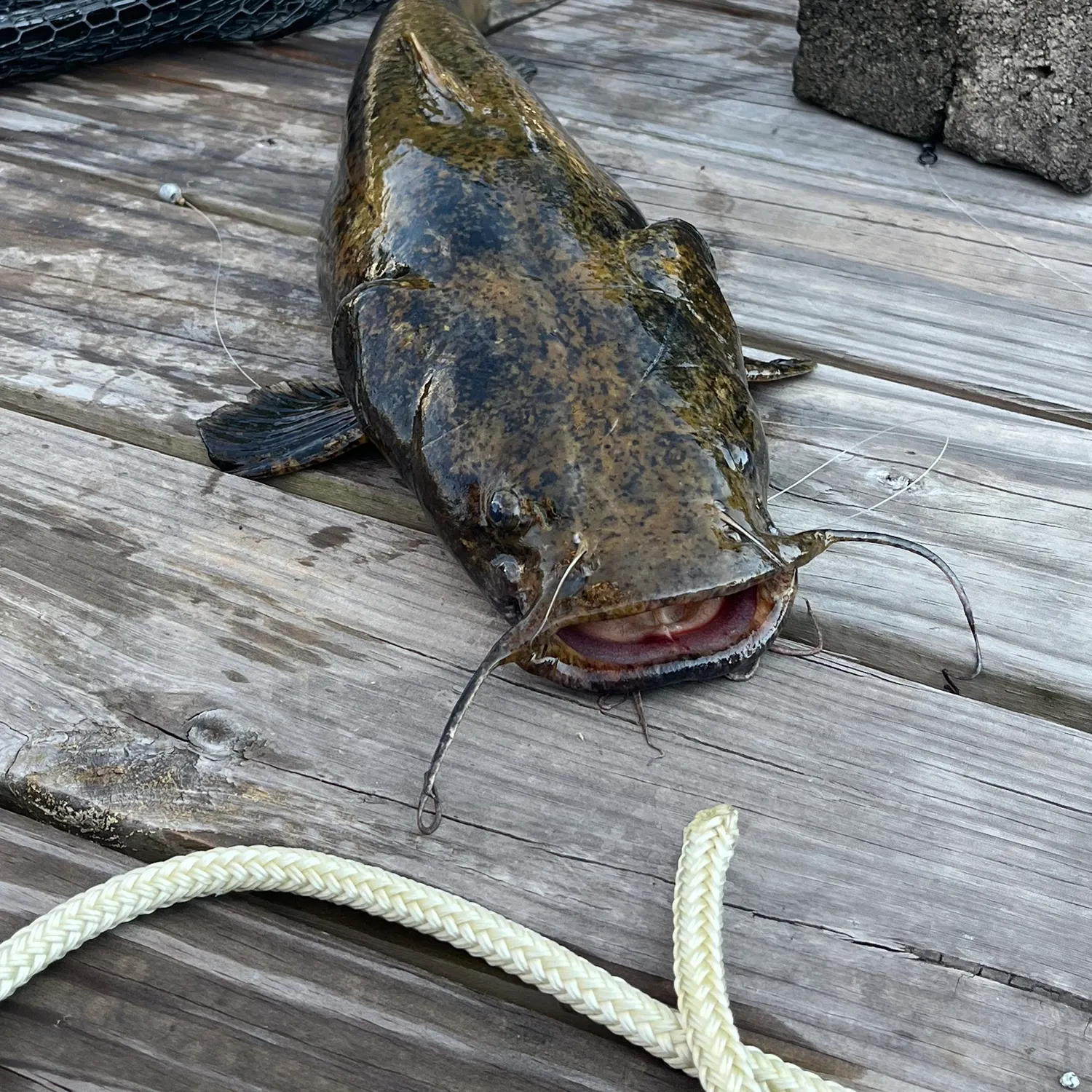 catch