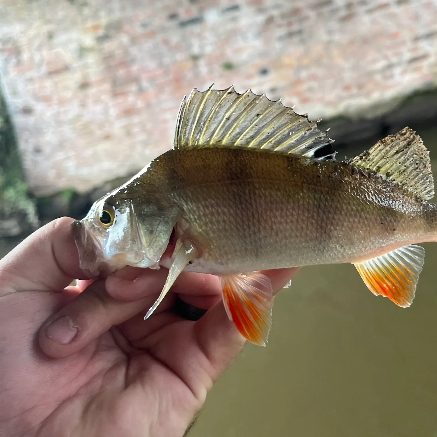 European perch caught on Fishbrain