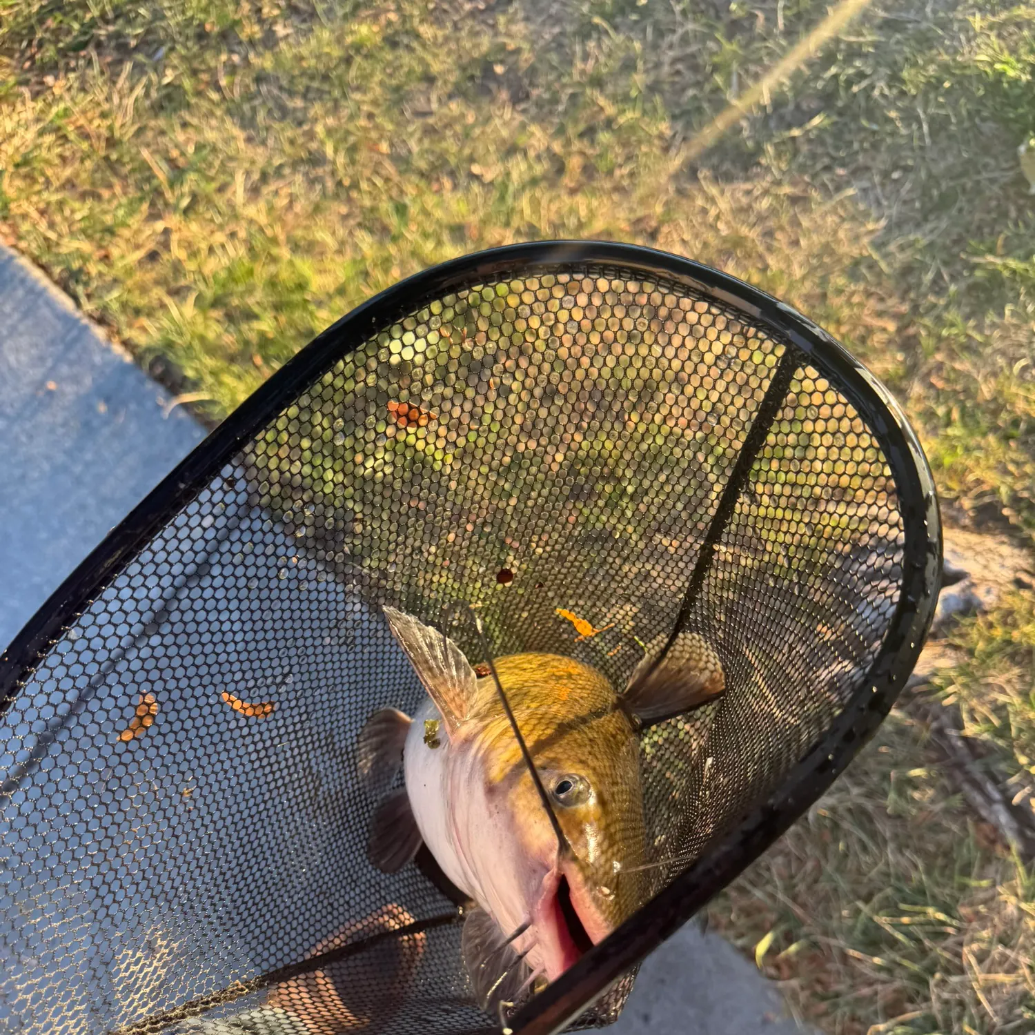 catch