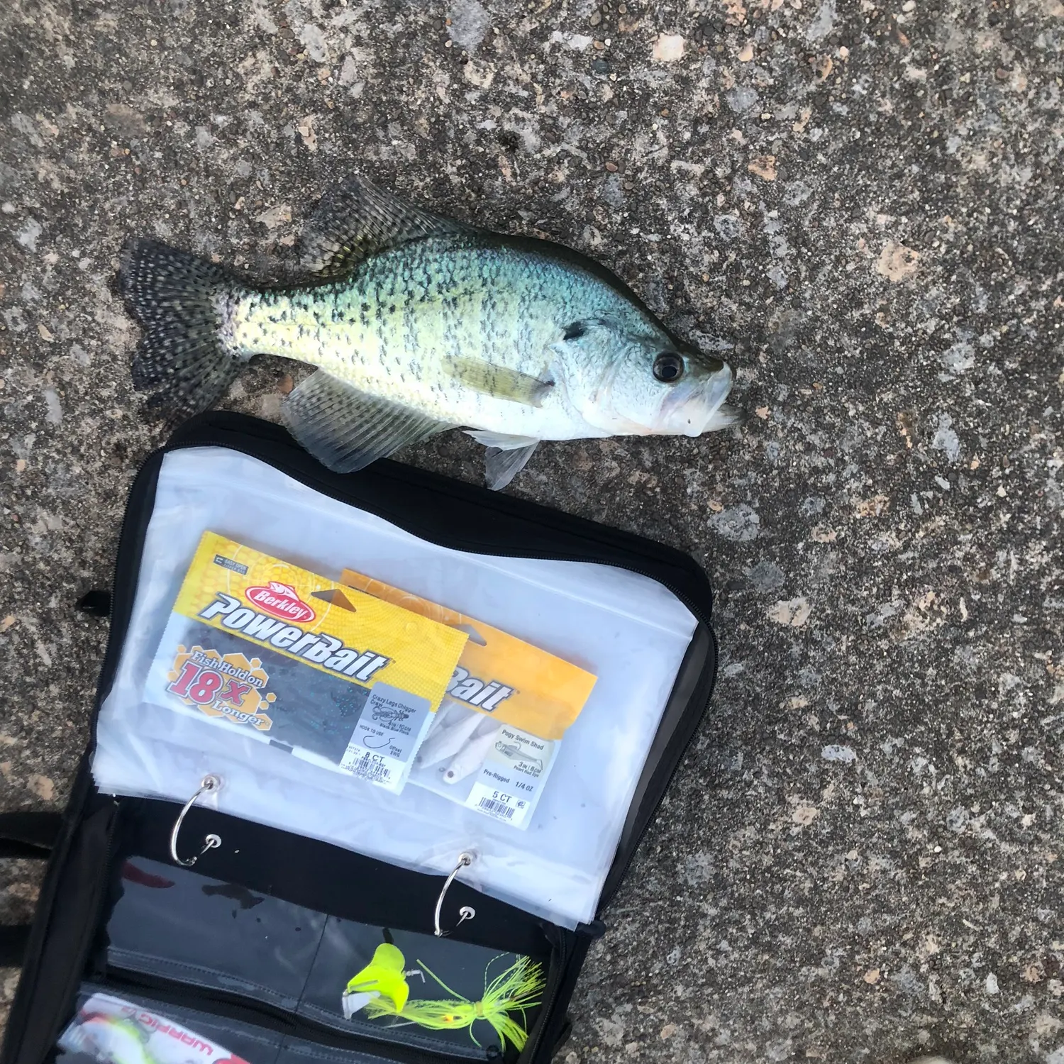 recently logged catches