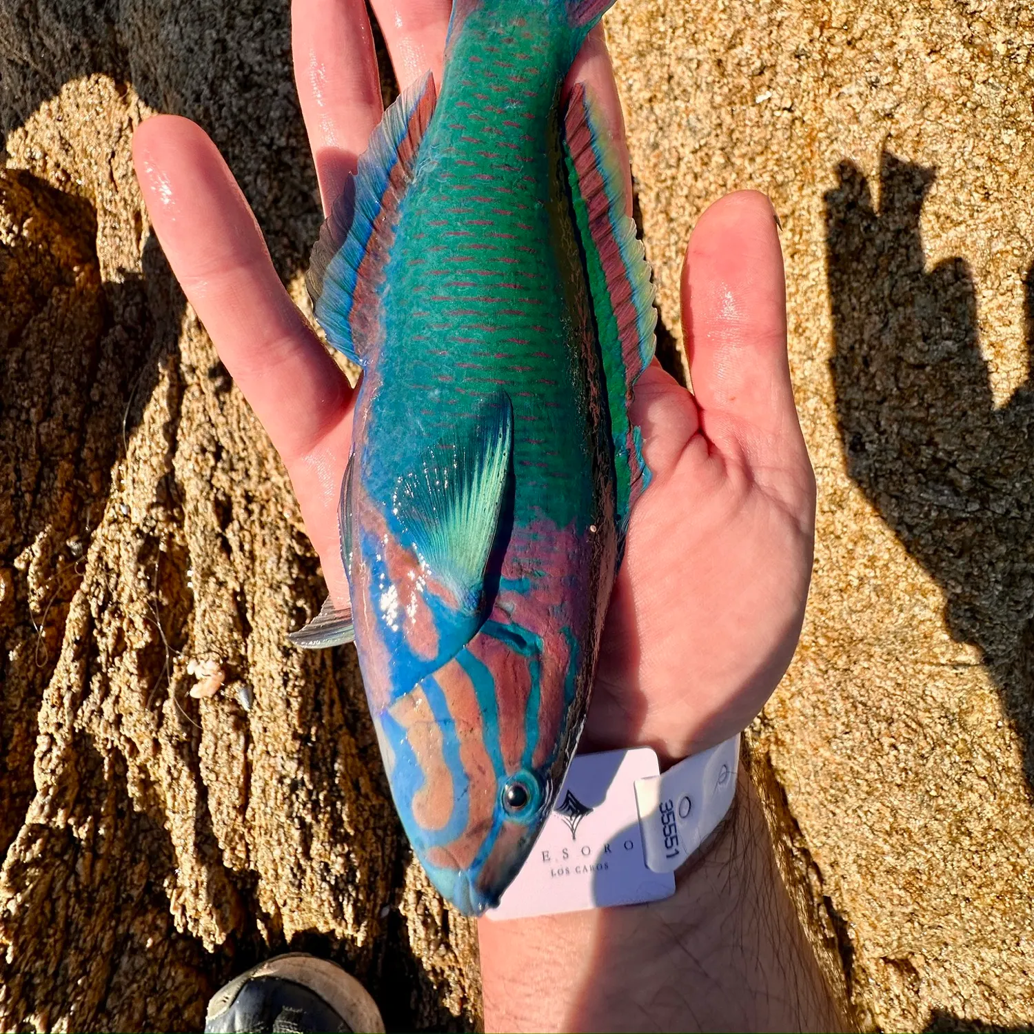 The most recent Sunset wrasse catches on Fishbrain