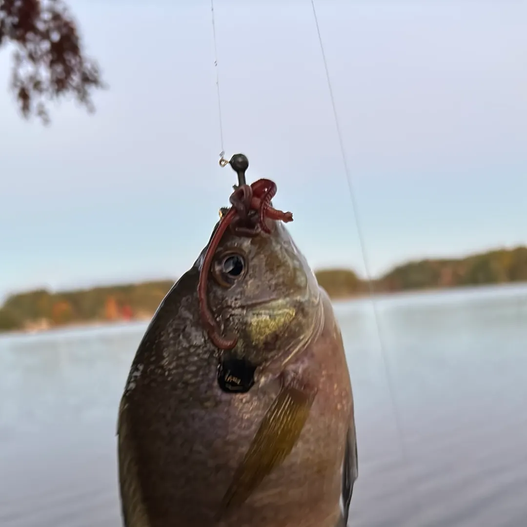Bluegill caught on Fishbrain