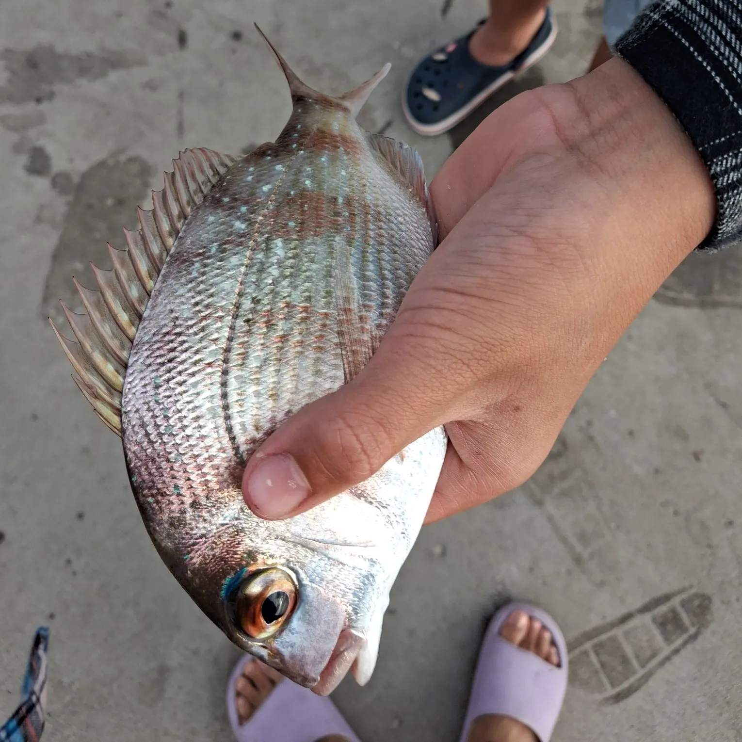 Australasian snapper caught on Fishbrain