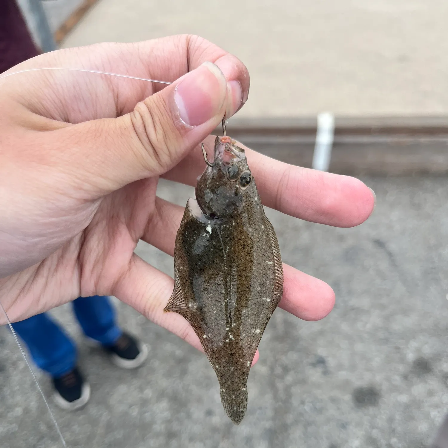 The most recent Speckled sanddab catches on Fishbrain