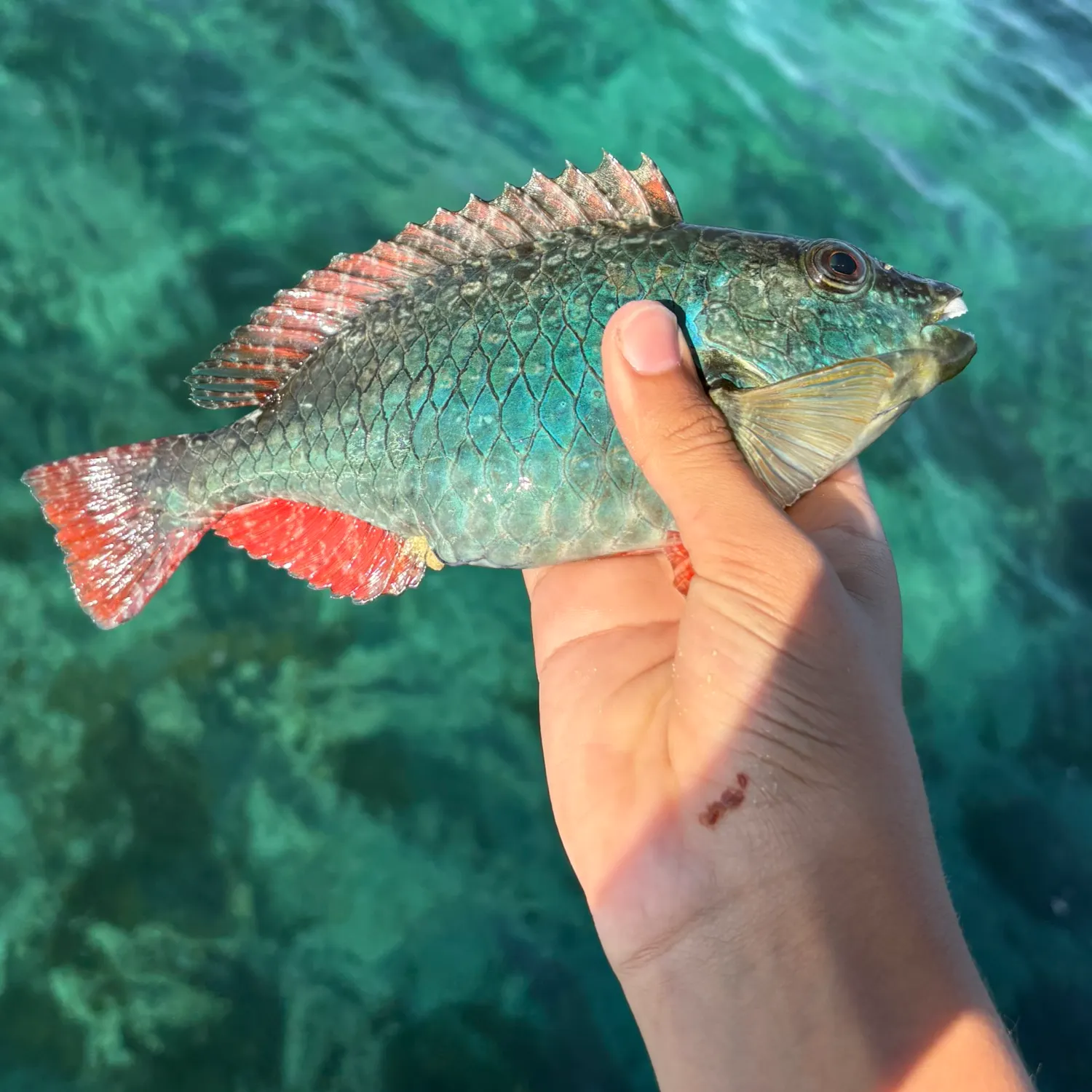 The most recent Redband Parrotfish catches on Fishbrain