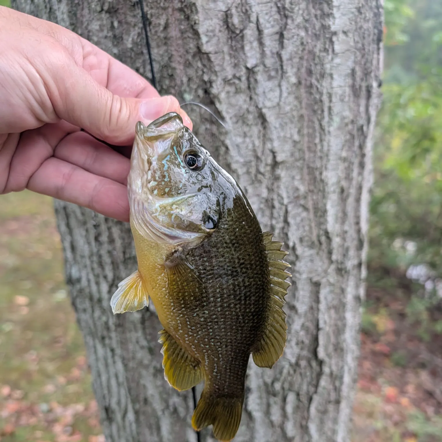 Green sunfish caught on Fishbrain