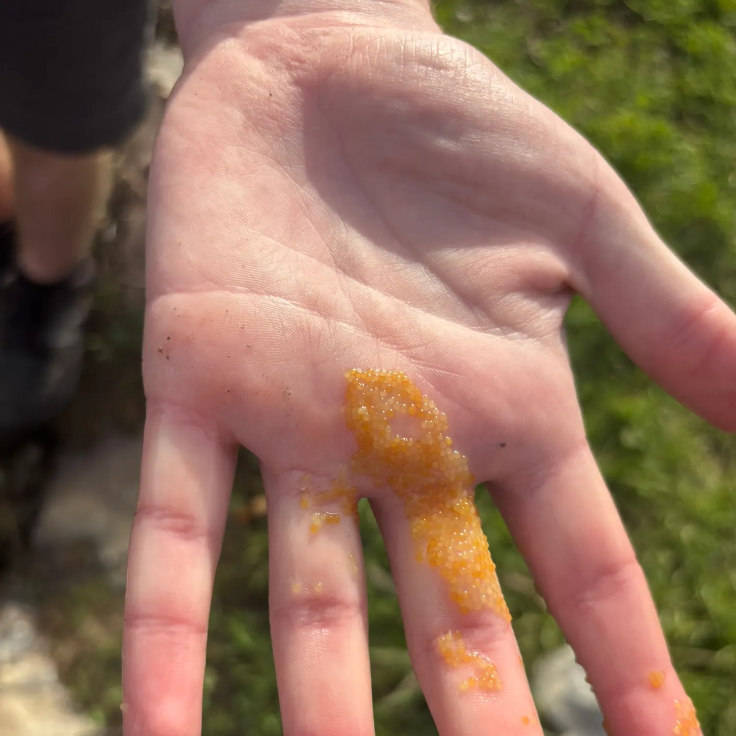 The most recent Goldfish catches on Fishbrain