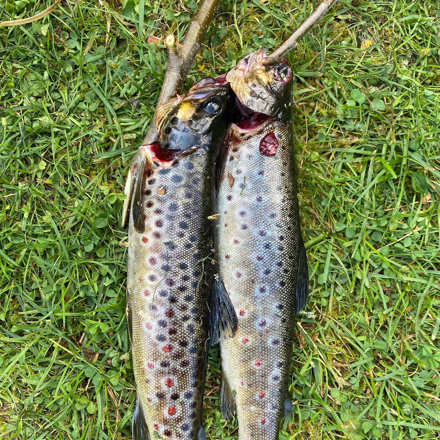 The most recent Brown trout catches on Fishbrain