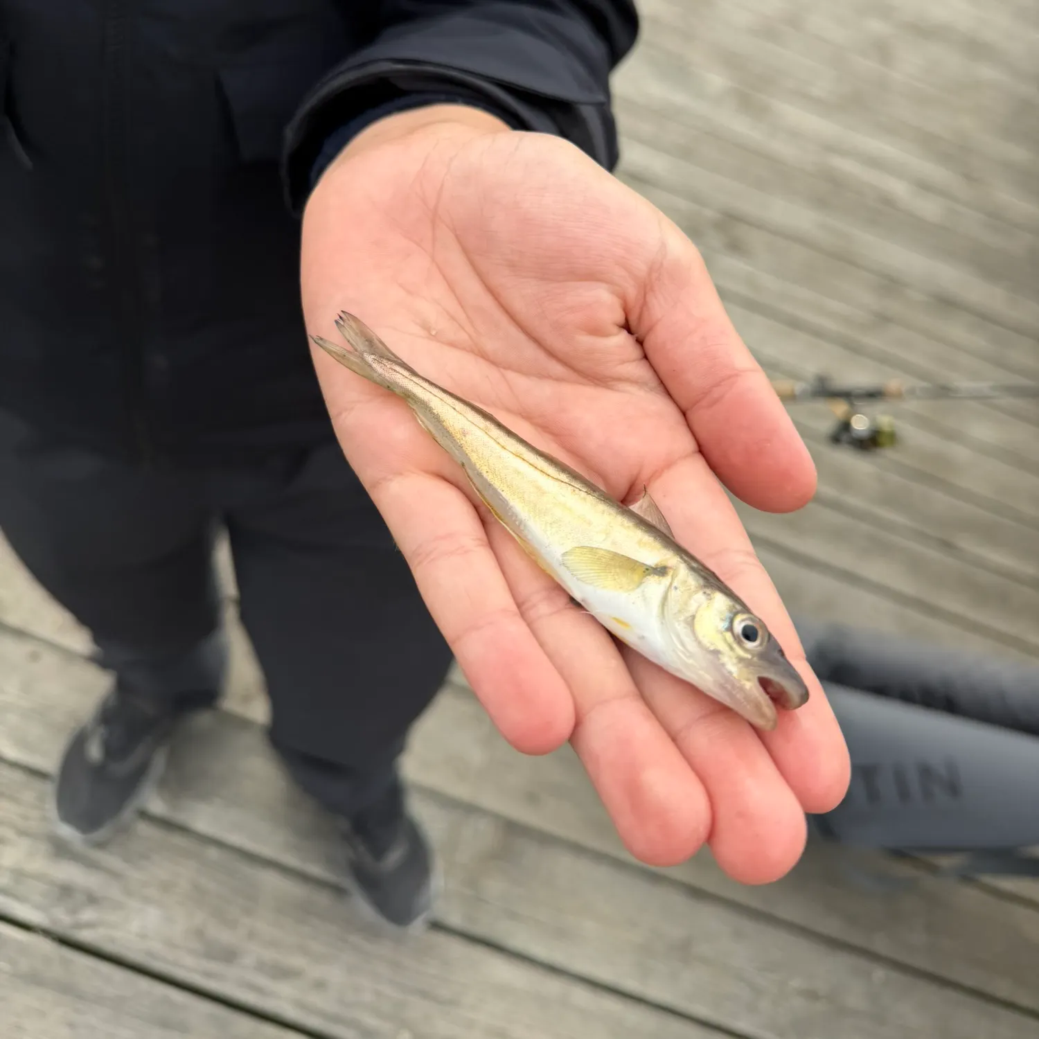 The most recent Whiting catches on Fishbrain