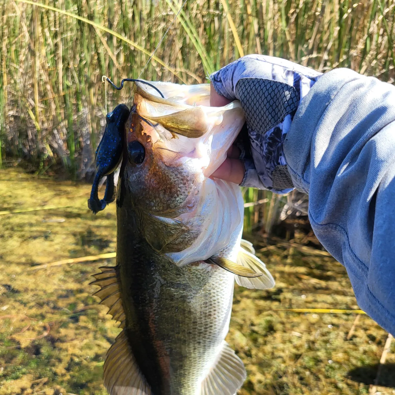 Largemouth bass caught on Fishbrain