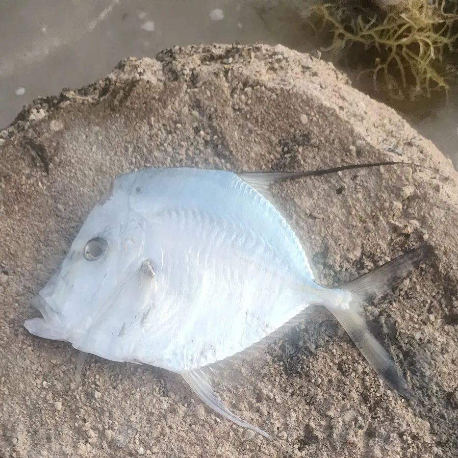 The most recent Lookdown catches on Fishbrain