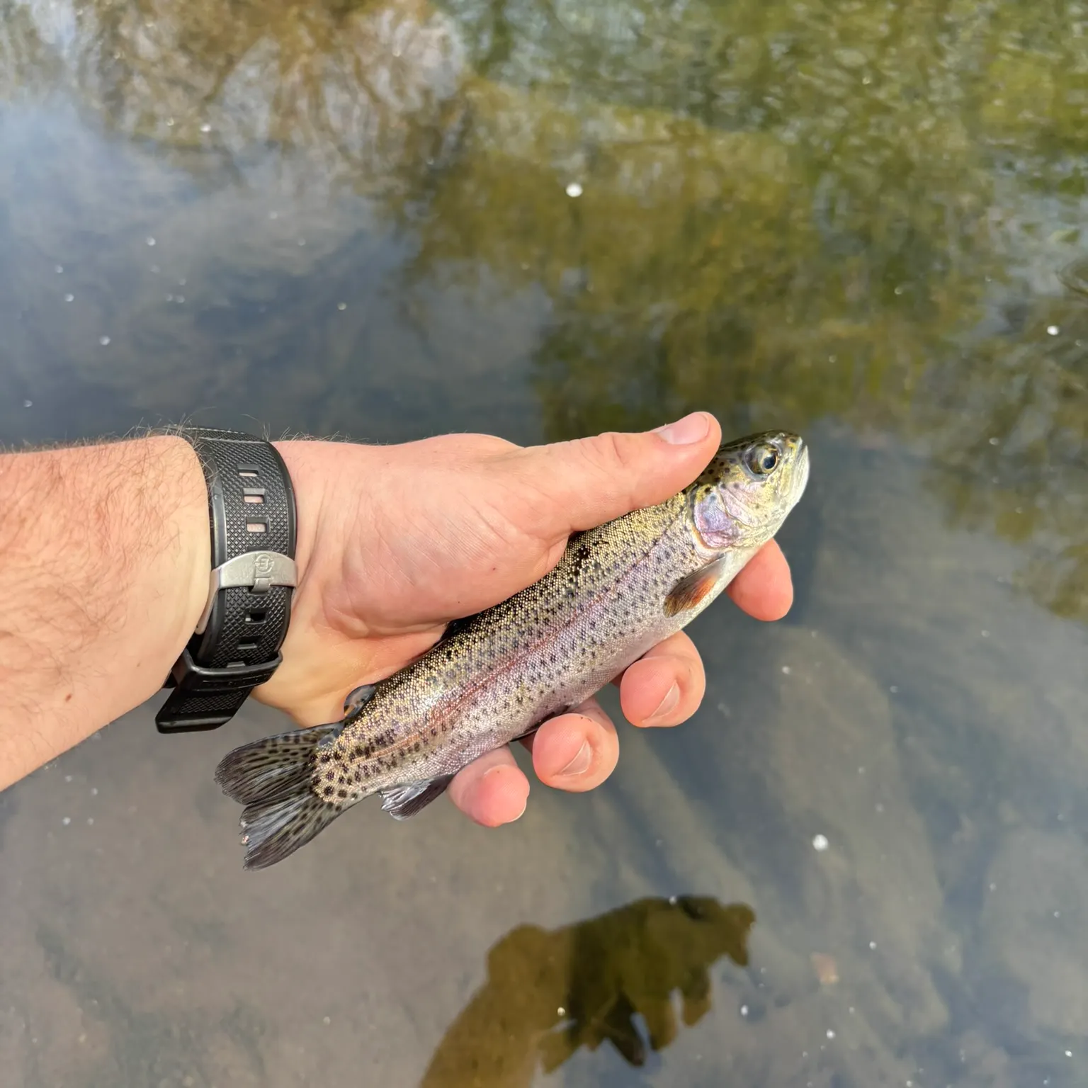 angler catch