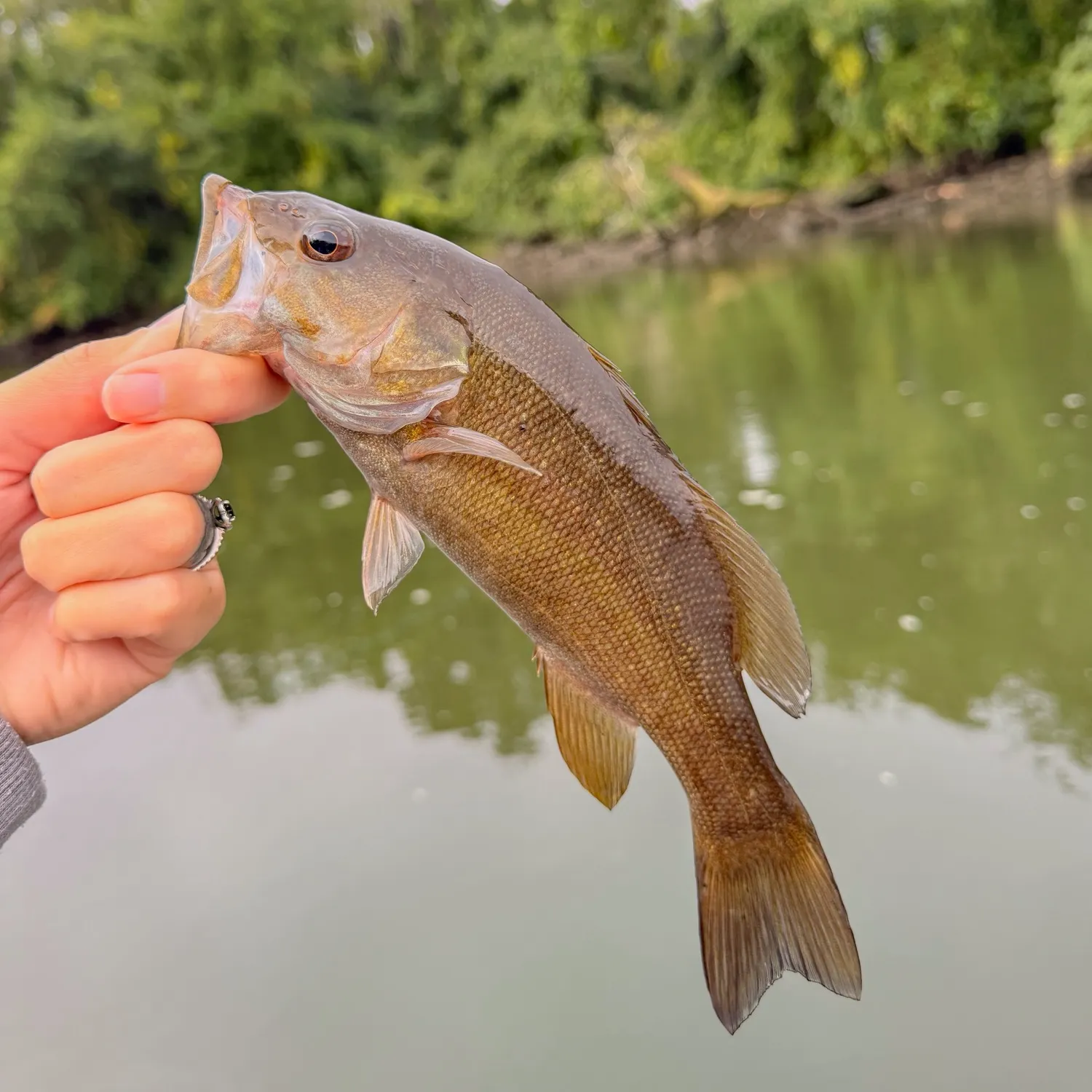 Smallmouth bass caught on Fishbrain