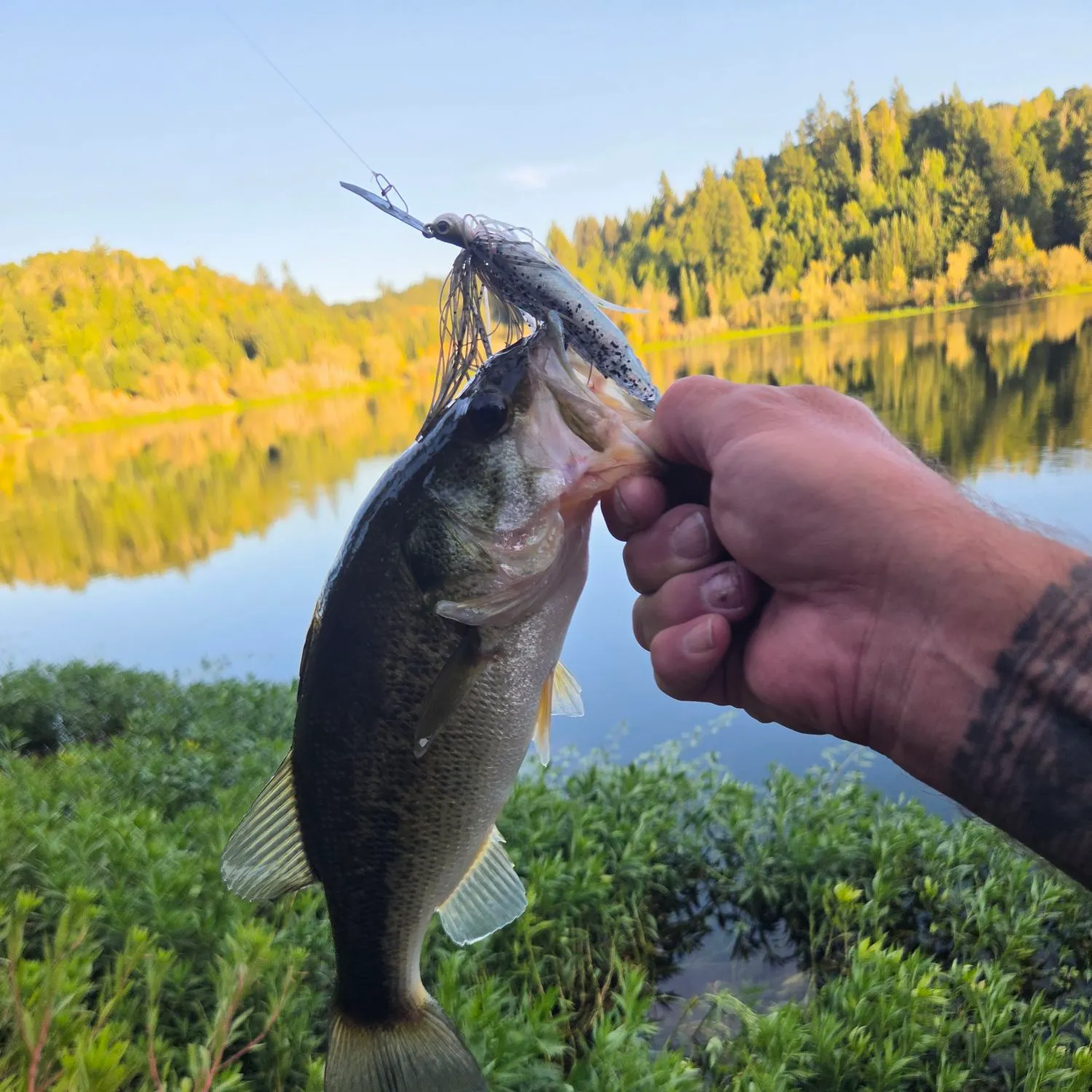 Largemouth bass caught on Fishbrain