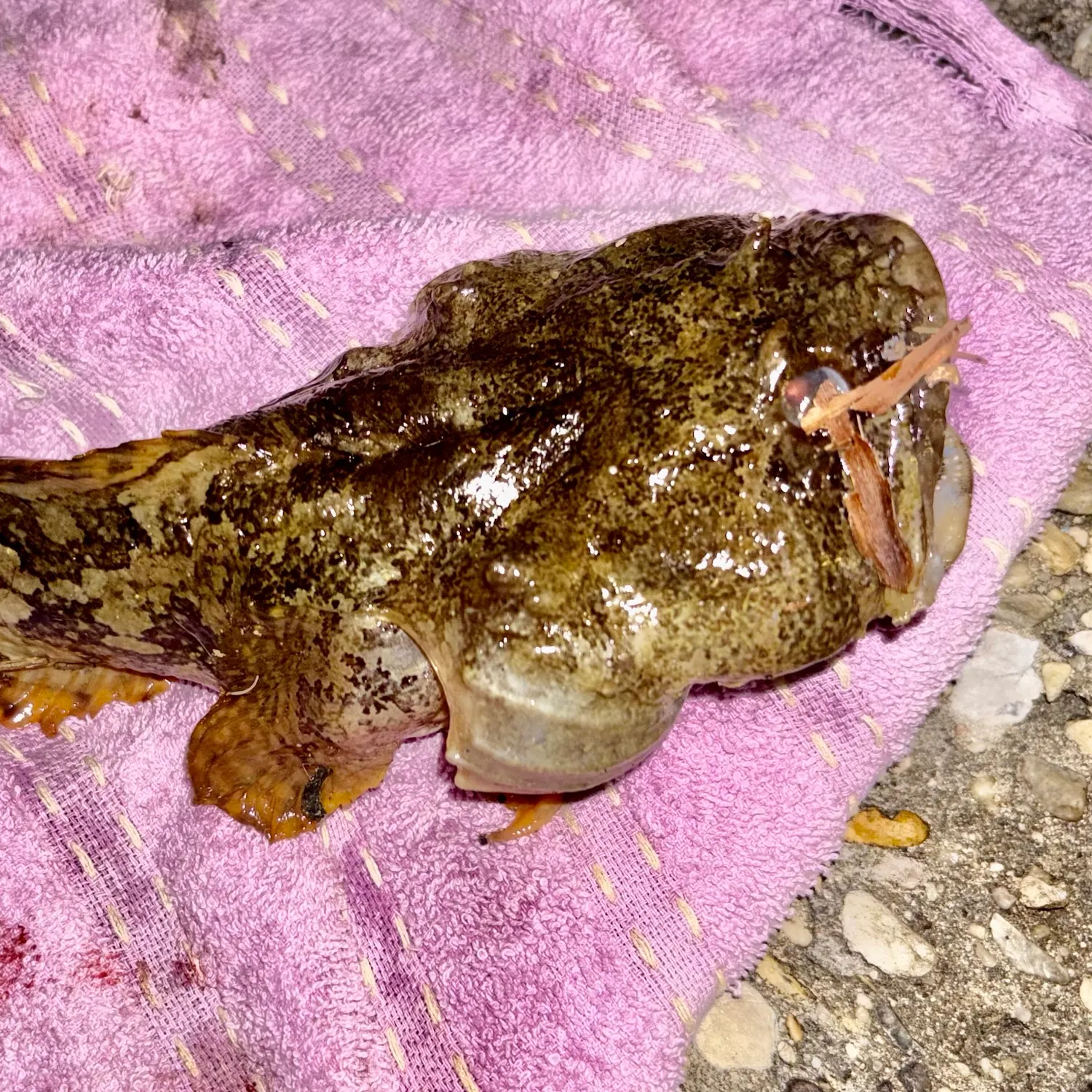 The most recent Gulf toadfish catches on Fishbrain