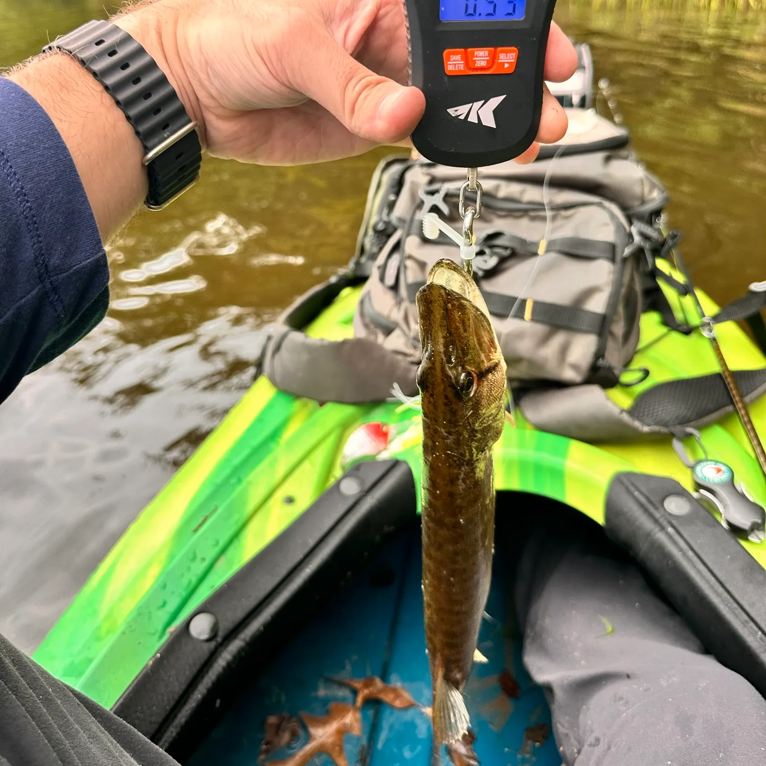 Chain pickerel caught on Fishbrain