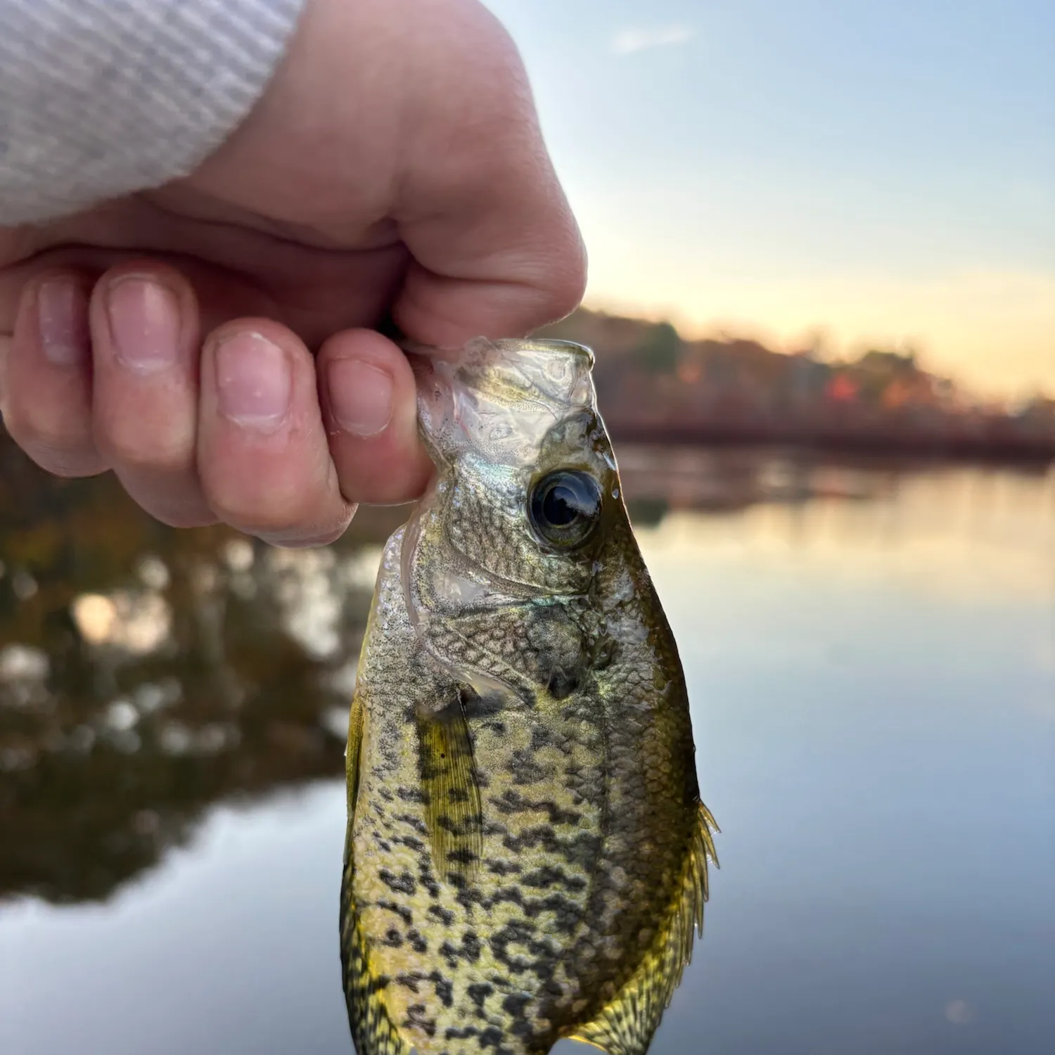 Black crappie caught on Fishbrain