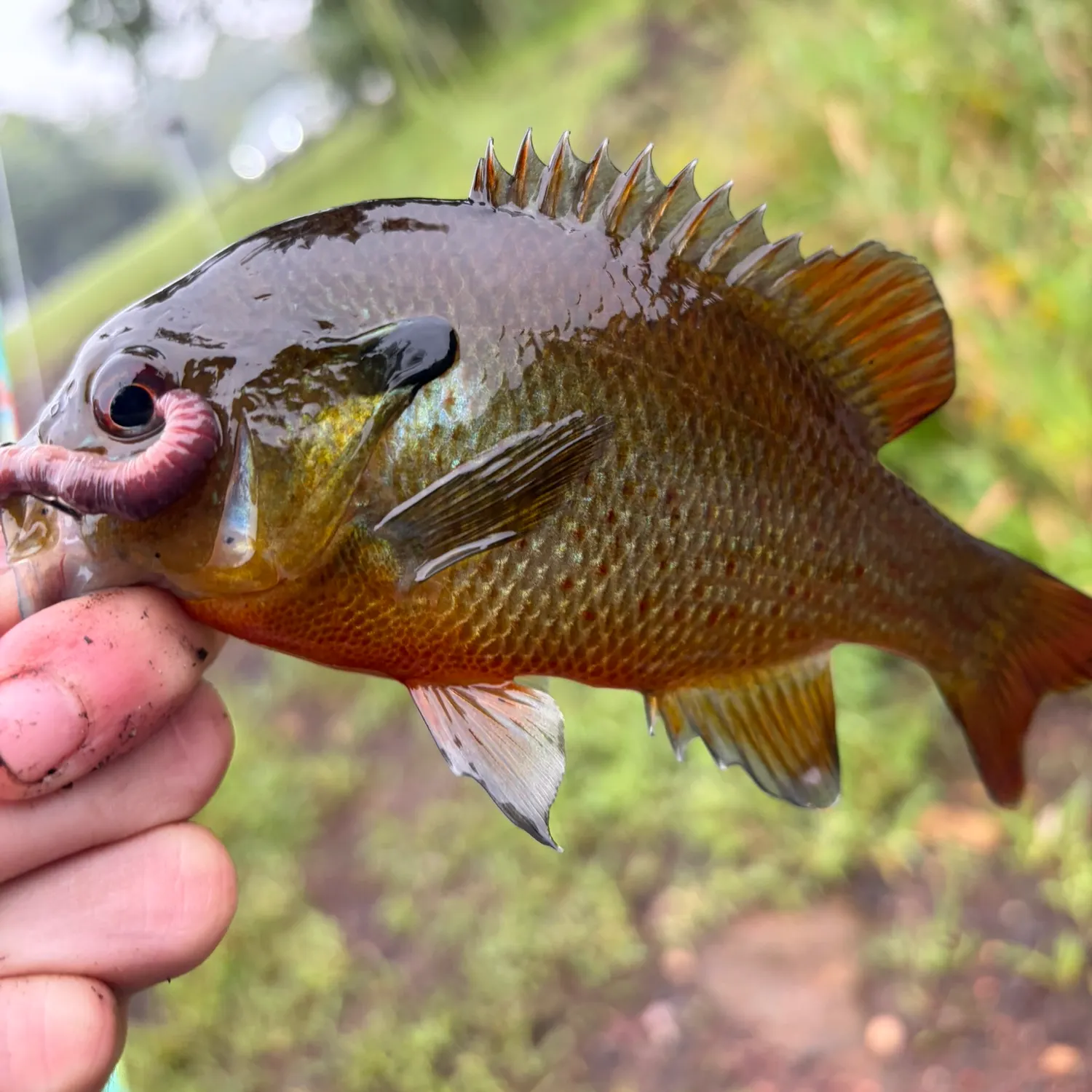 Redbreast sunfish caught on Fishbrain