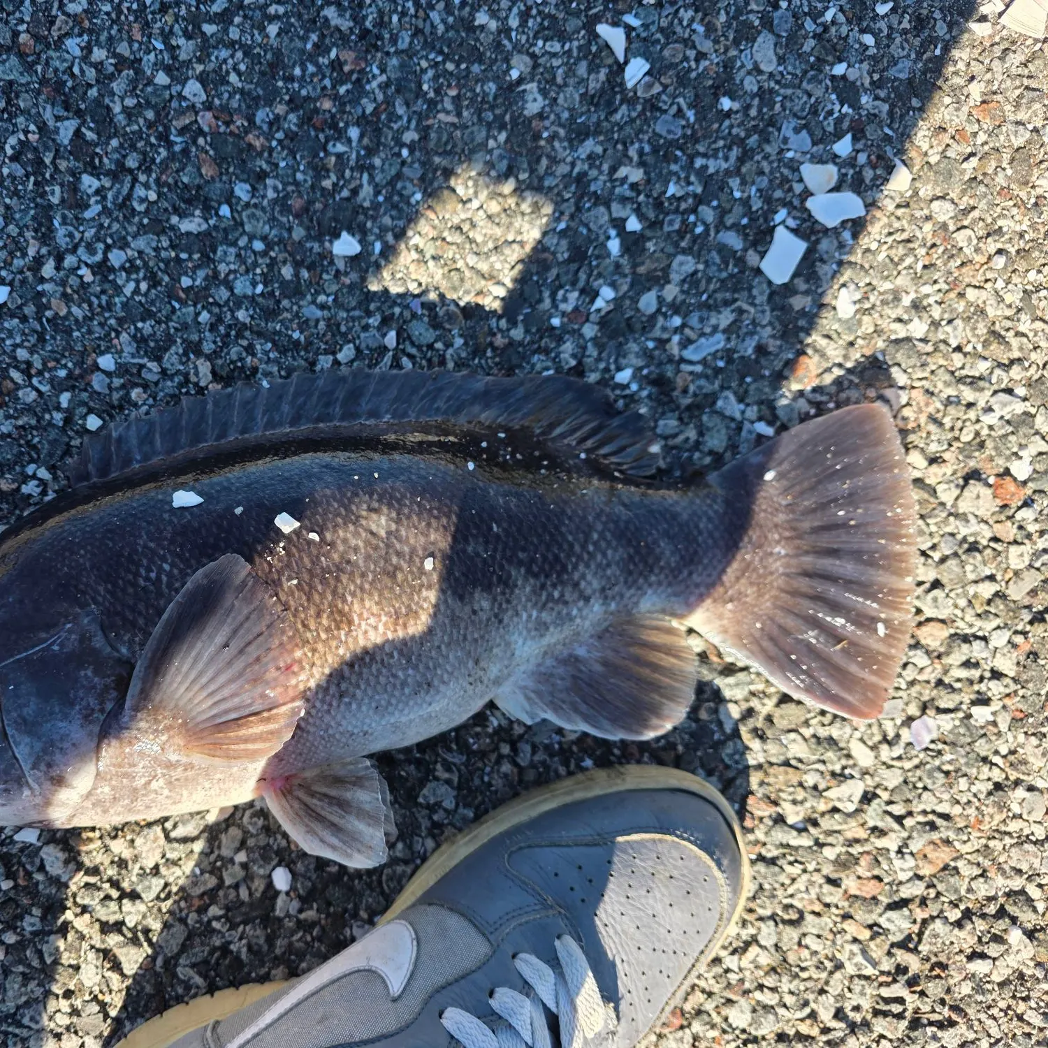 Tautog caught on Fishbrain