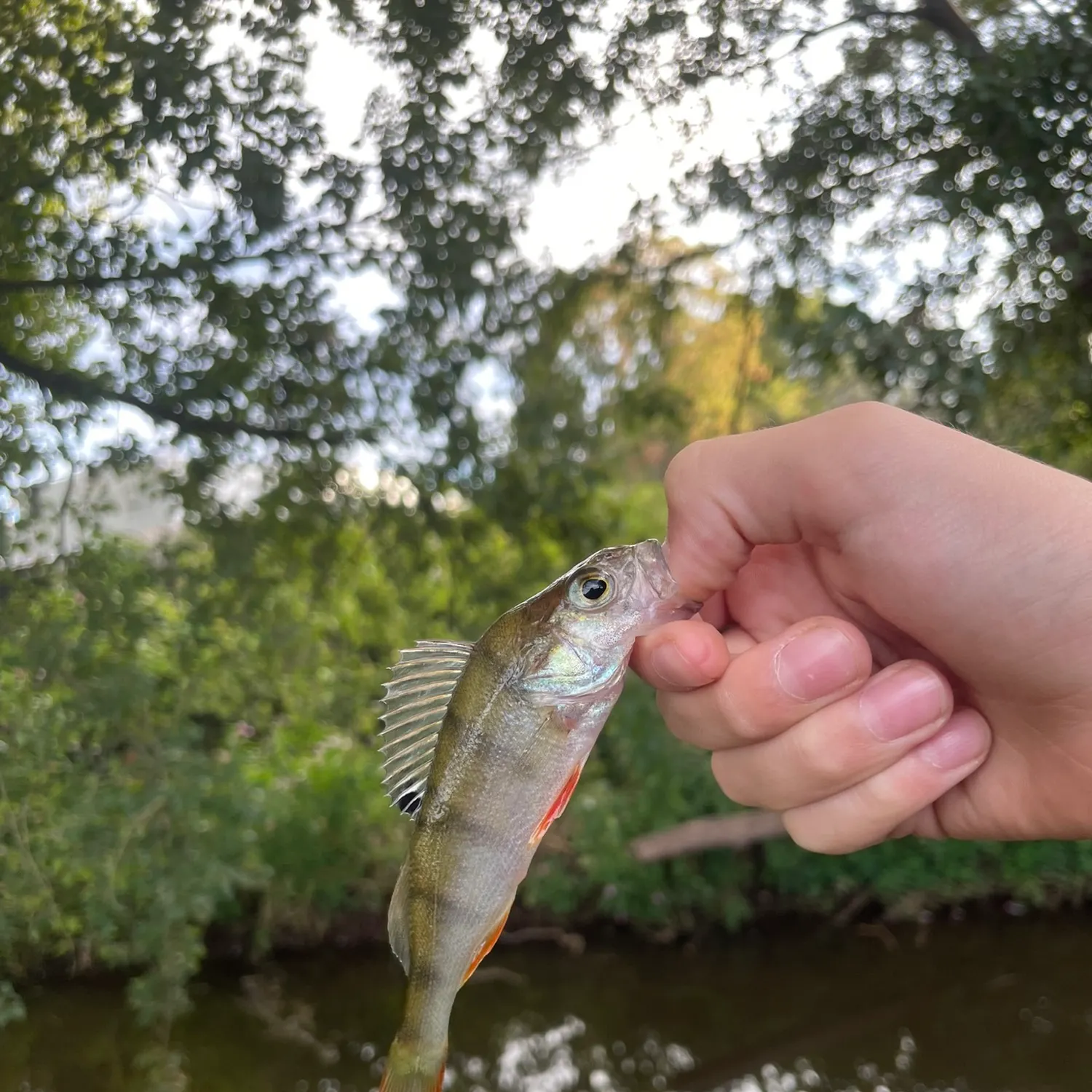 European perch caught on Fishbrain
