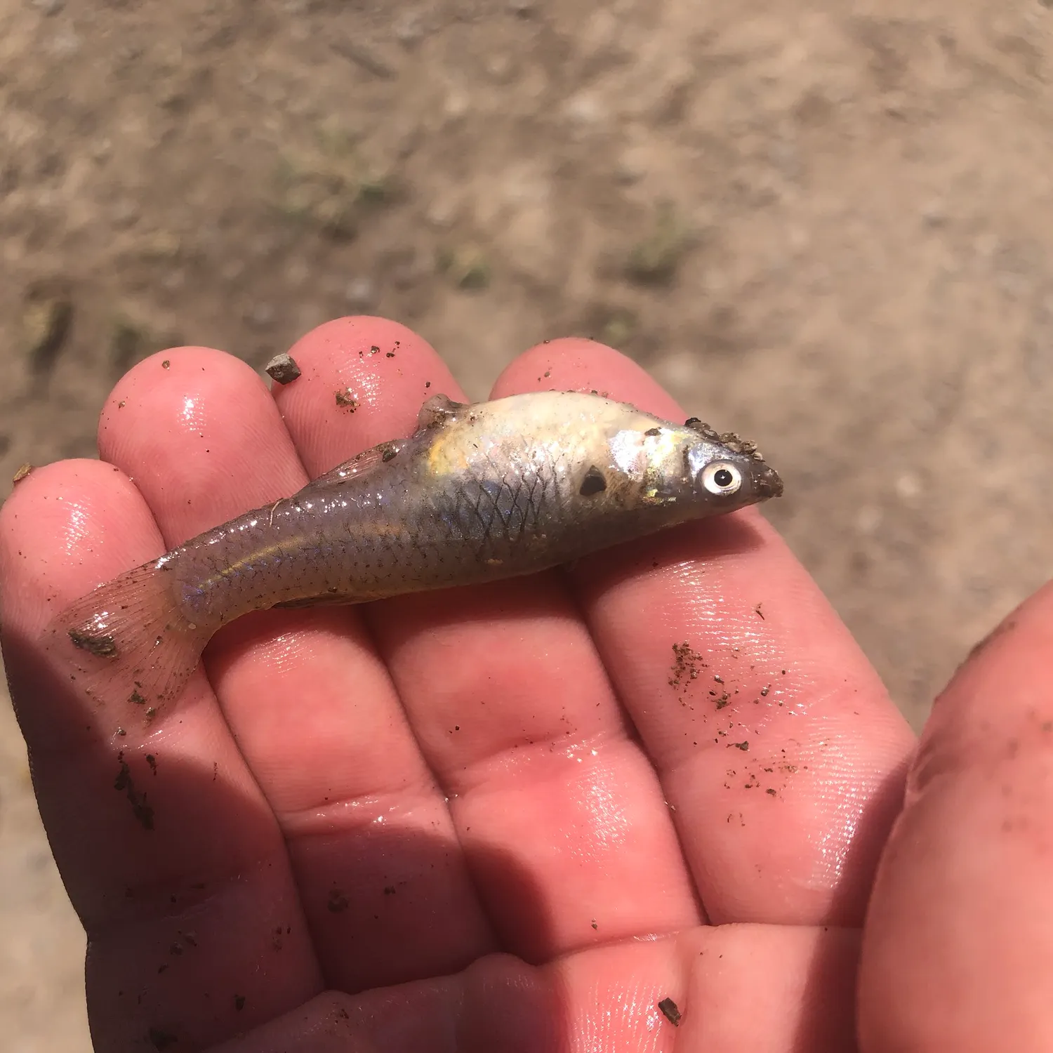 The most recent Western mosquitofish catches on Fishbrain