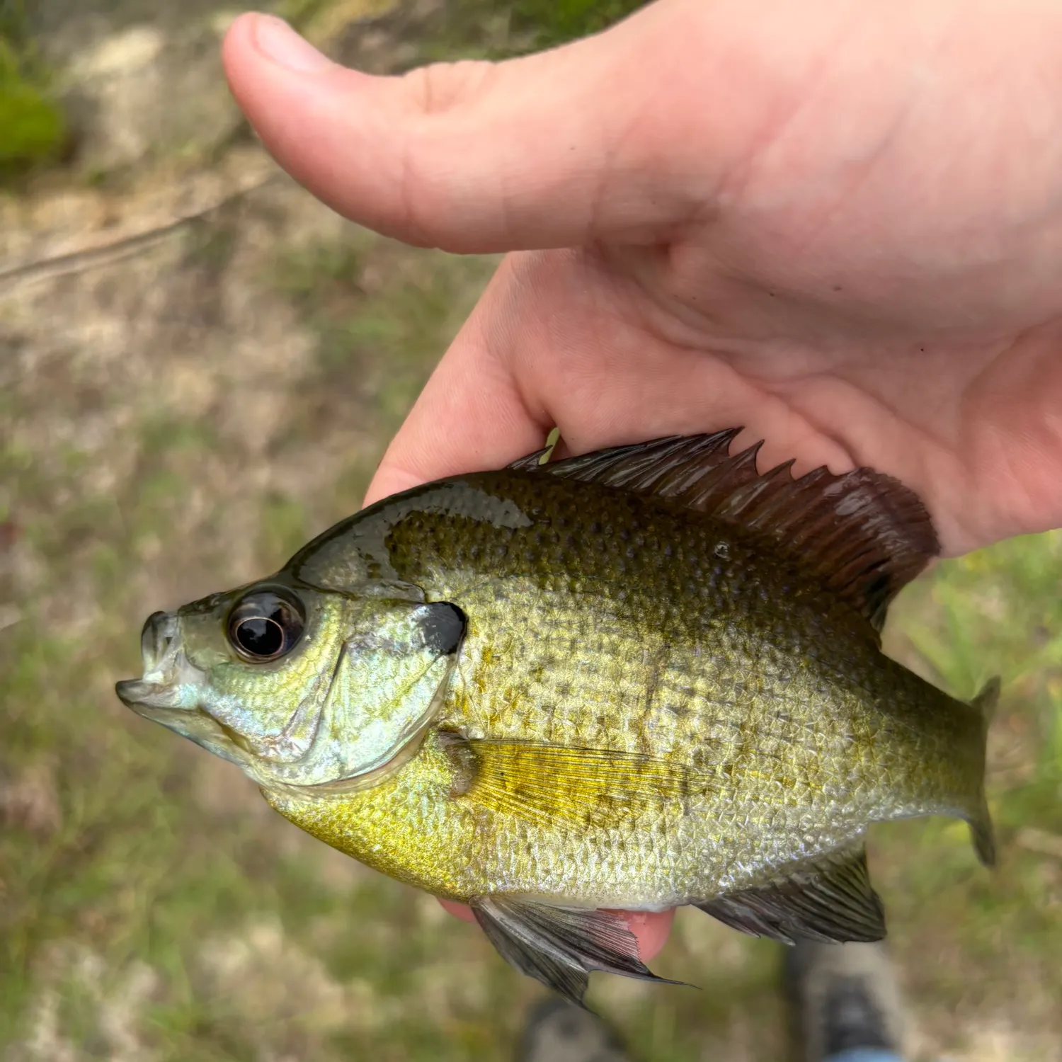 Bluegill caught on Fishbrain