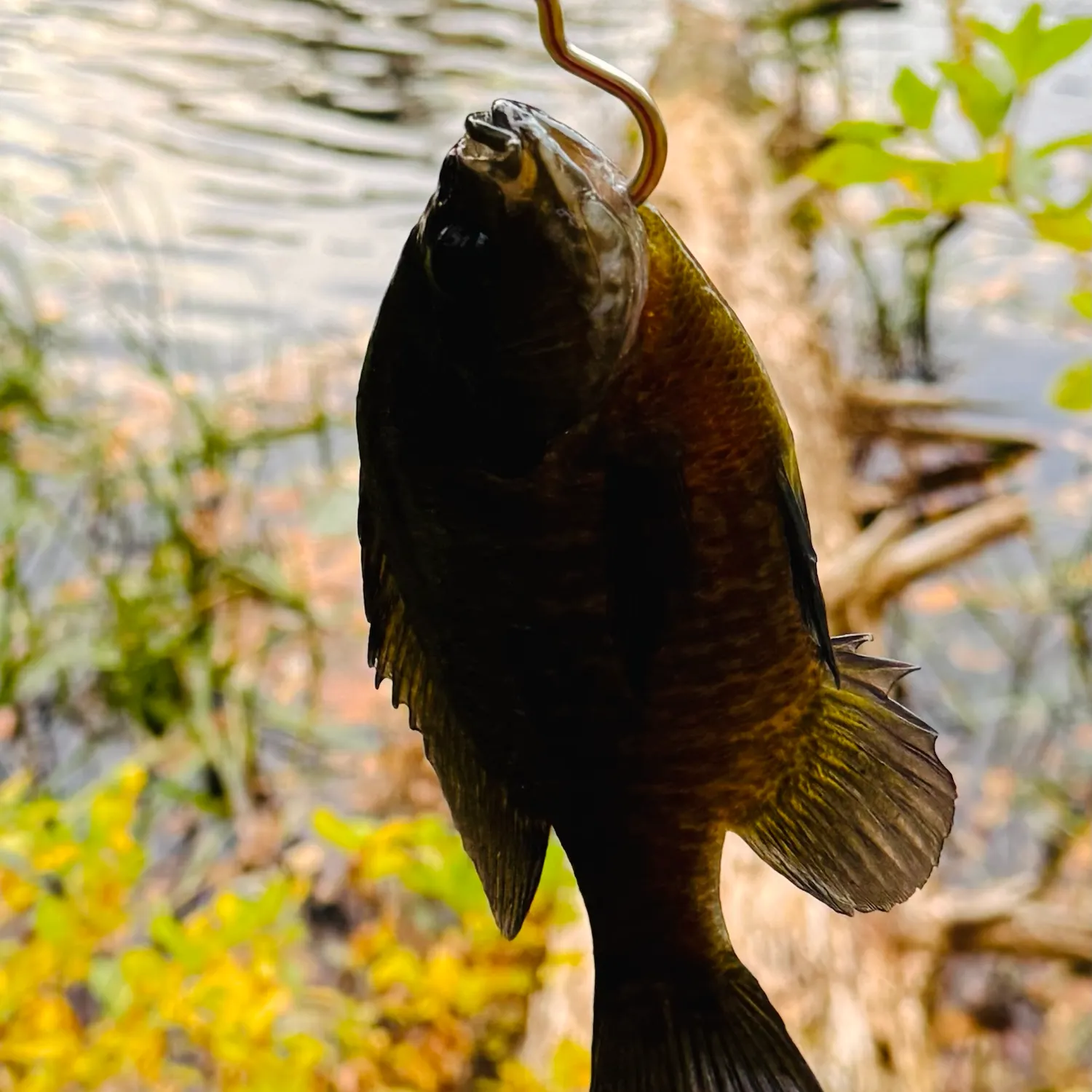 Bluegill caught on Fishbrain