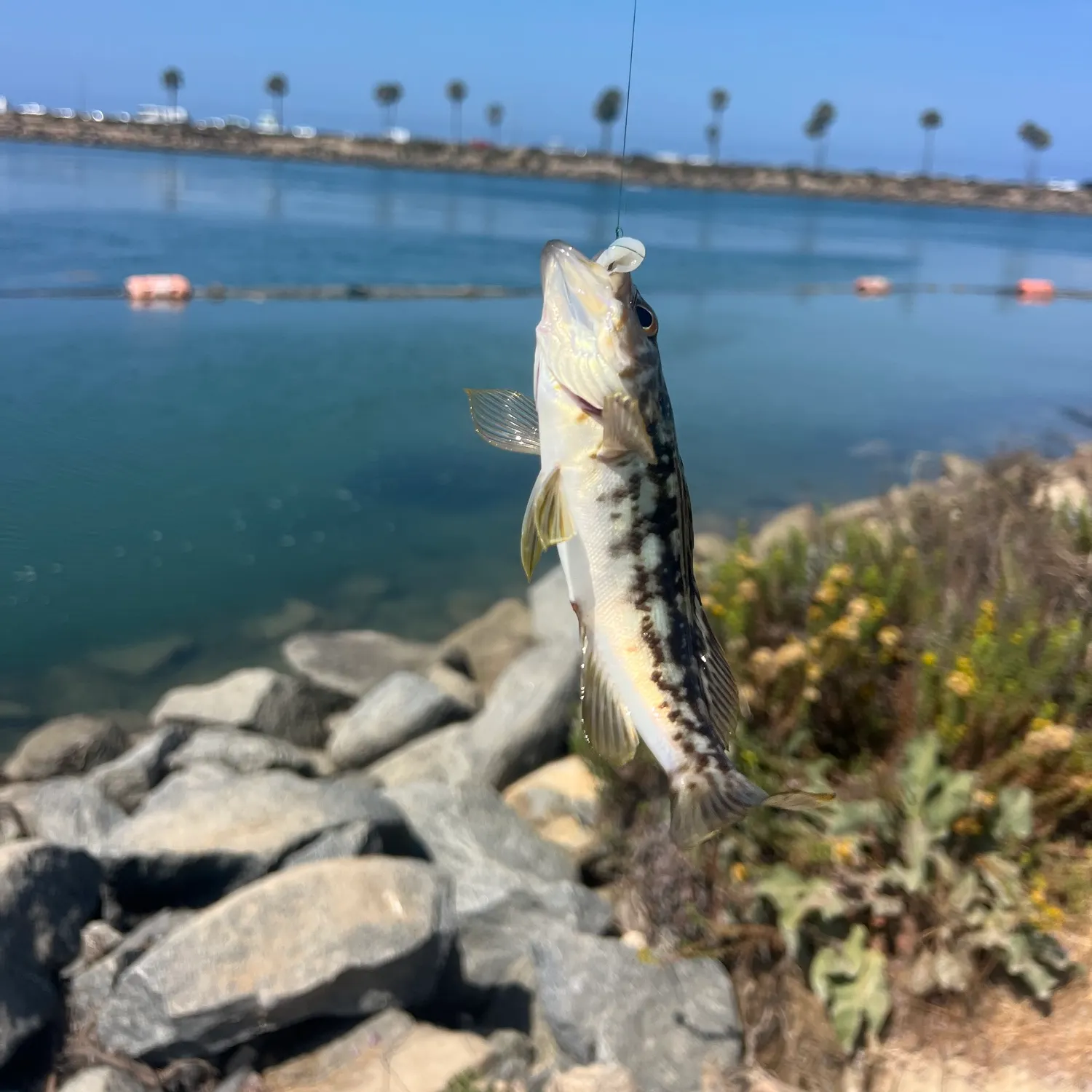 The most recent Kelp bass catches on Fishbrain