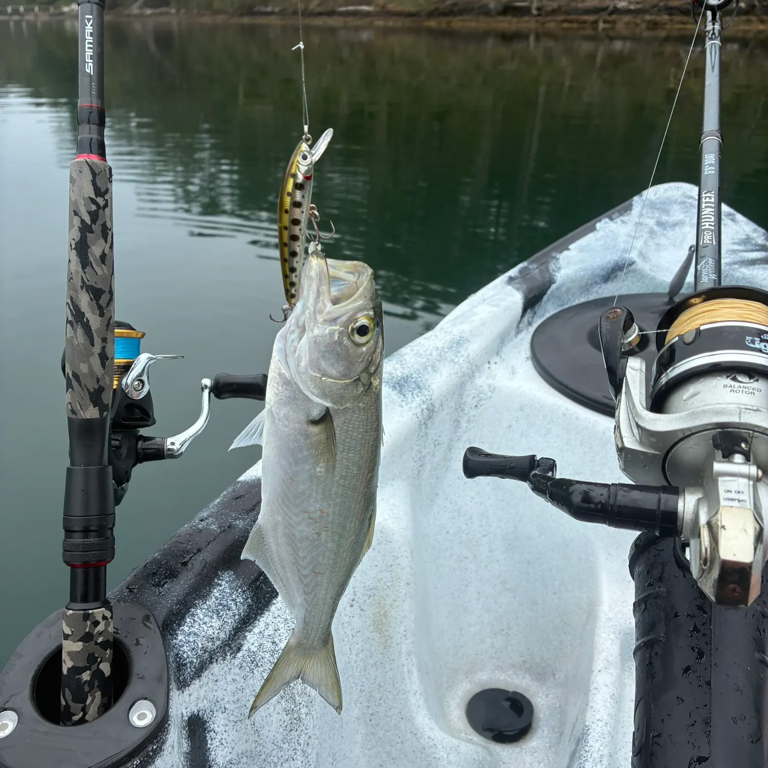 Bluefish caught on Fishbrain