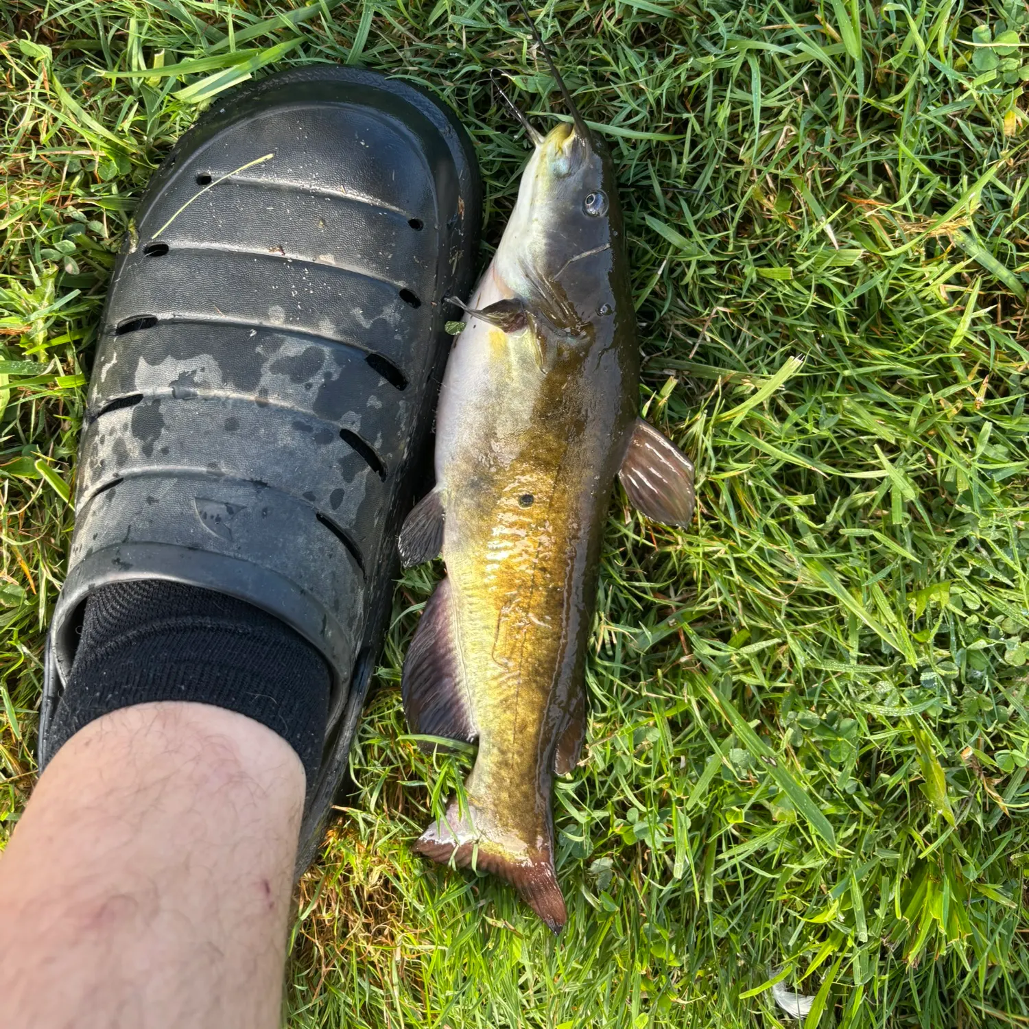 Yellow bullhead caught on Fishbrain