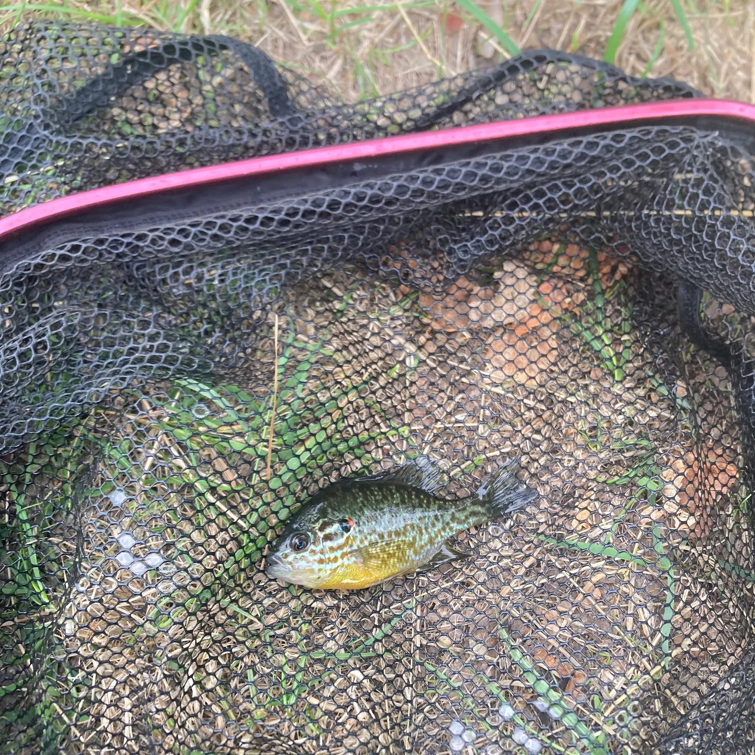 Pumpkinseed caught on Fishbrain