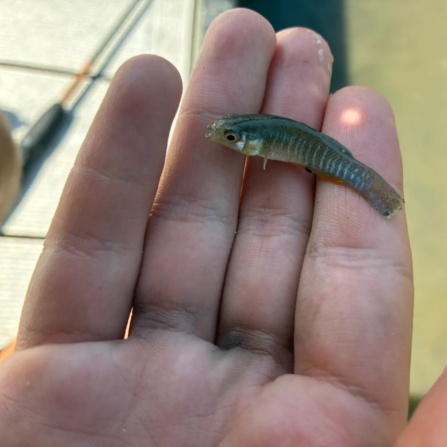 The most recent Gulf killifish catches on Fishbrain