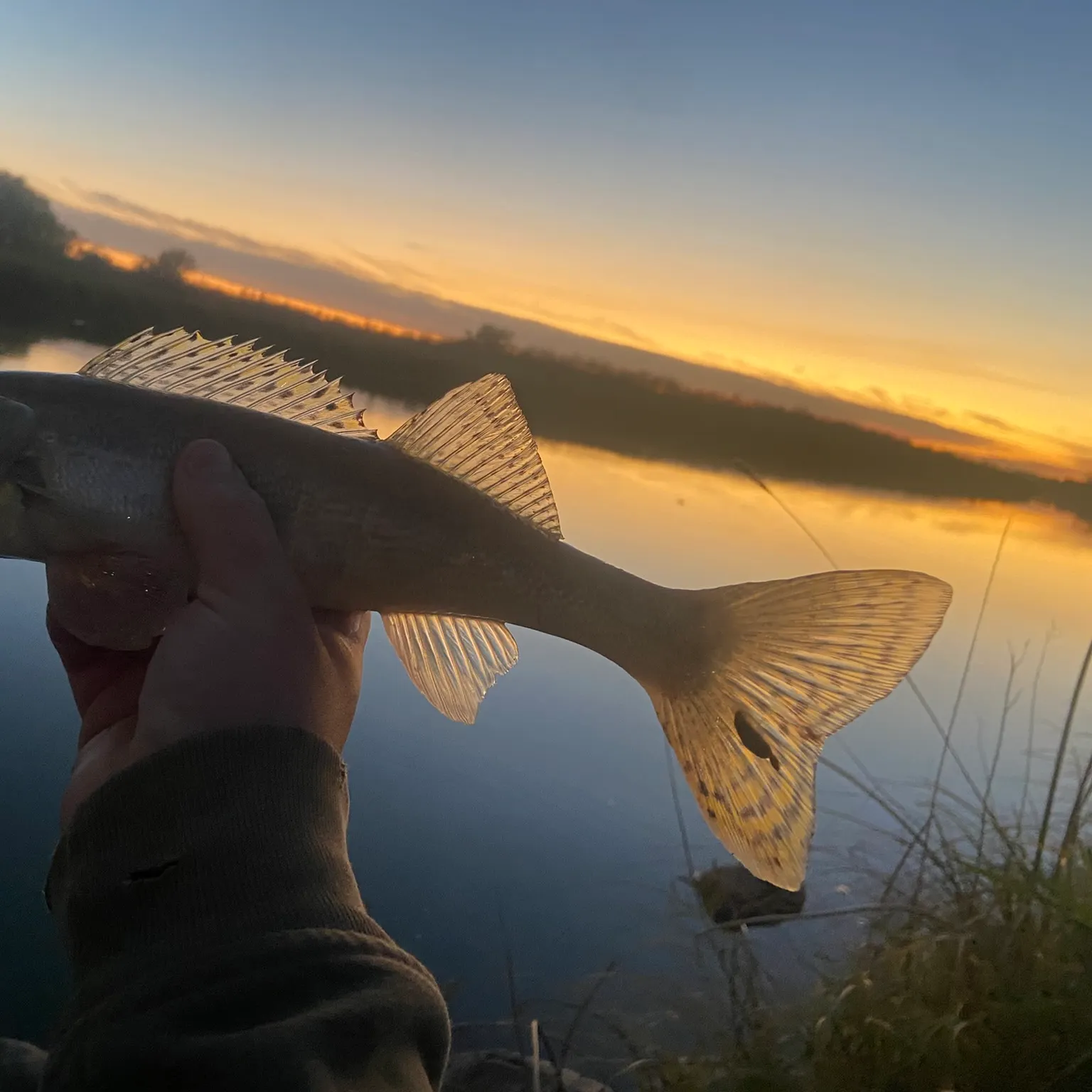 The most recent Saugeye catches on Fishbrain