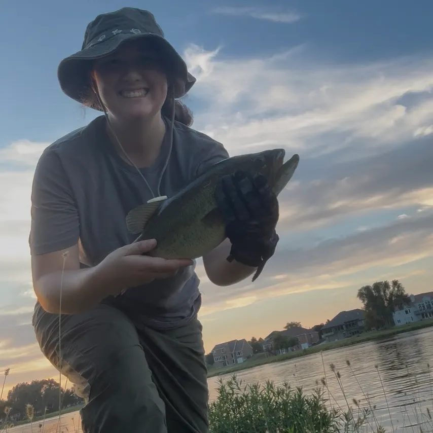 Largemouth bass caught on Fishbrain