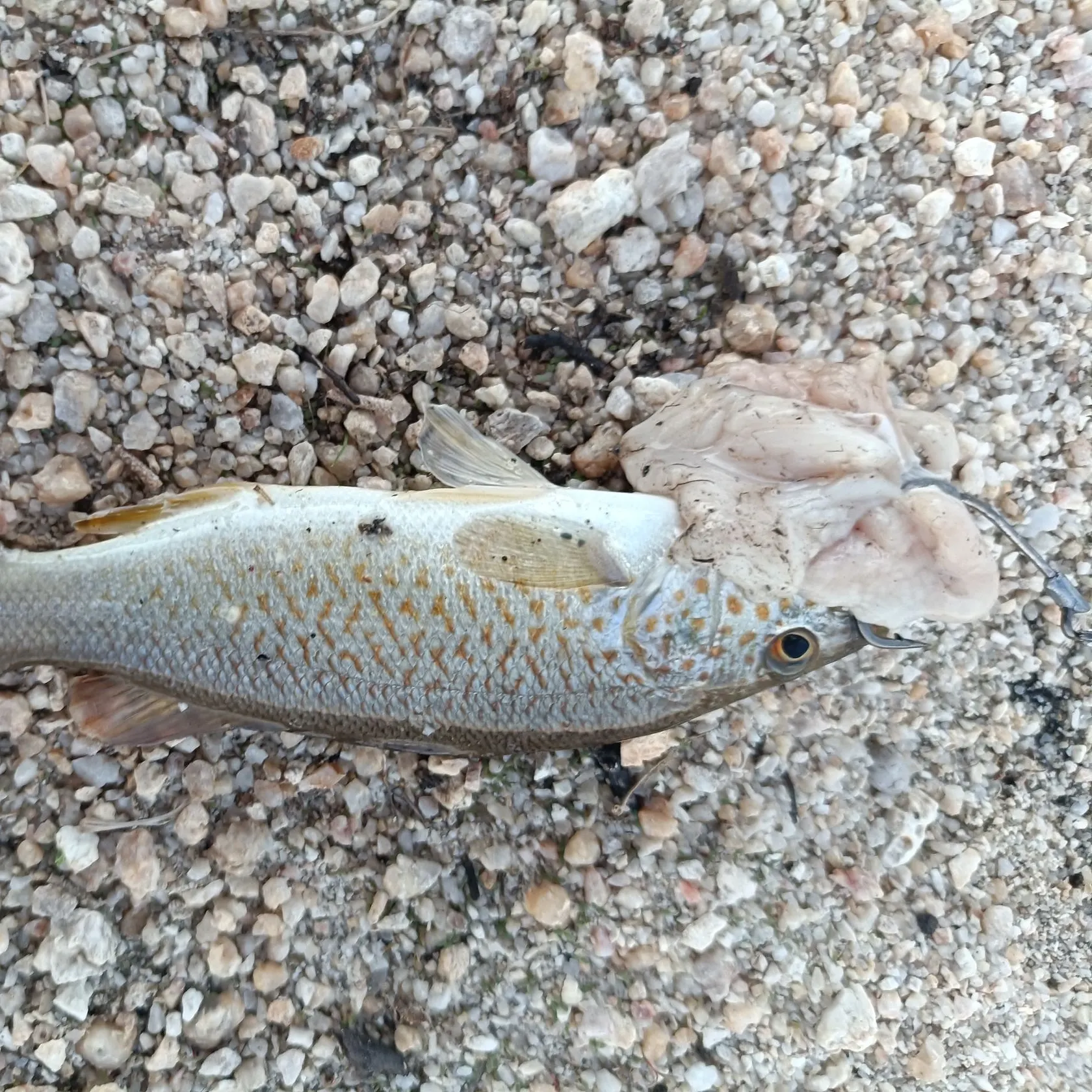 The most recent Spangled perch catches on Fishbrain