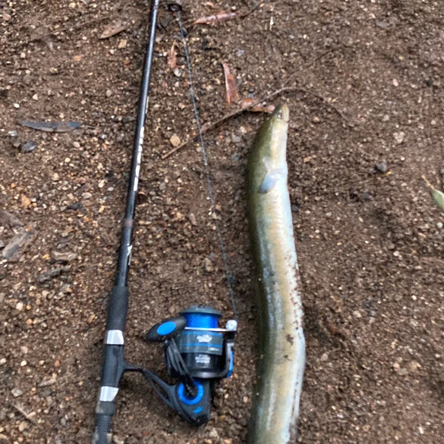 The most recent Shortfin eel catches on Fishbrain