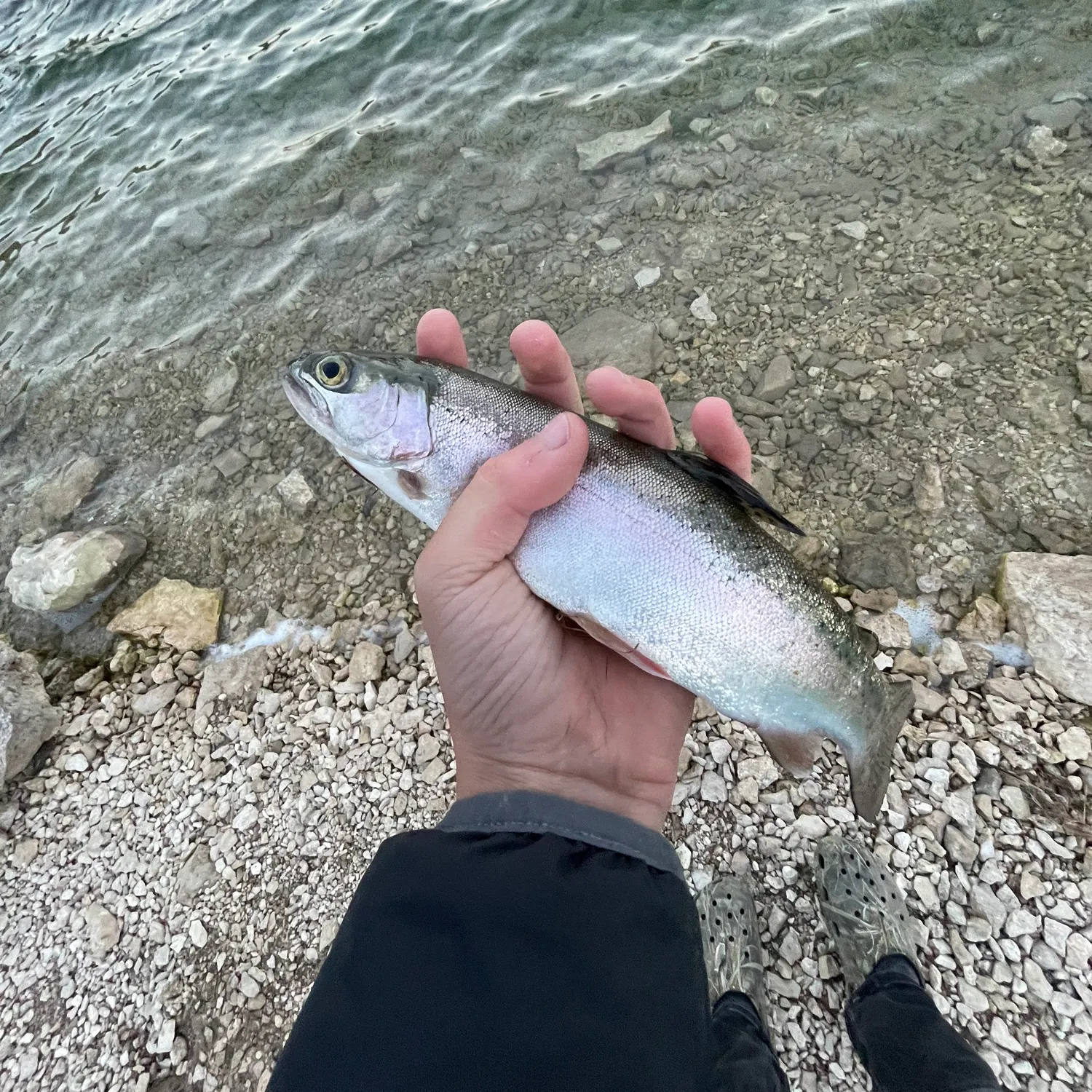 Rainbow trout caught on Fishbrain