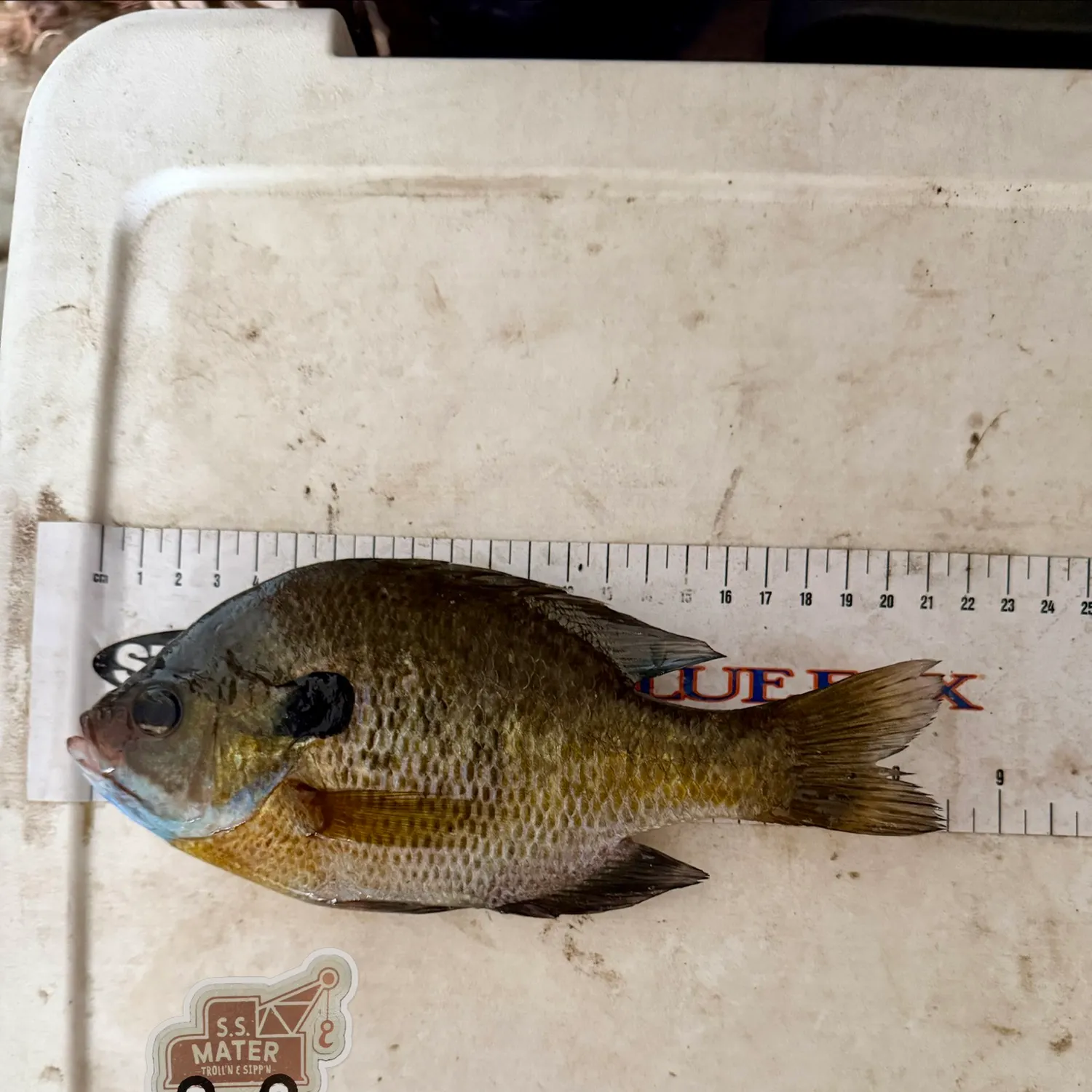 Bluegill caught on Fishbrain