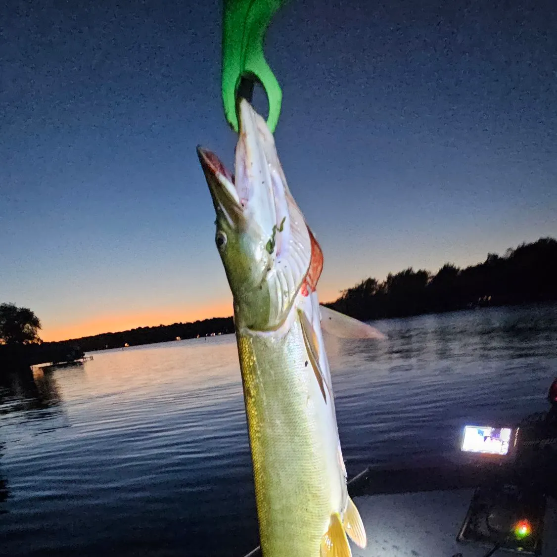 Muskie caught on Fishbrain