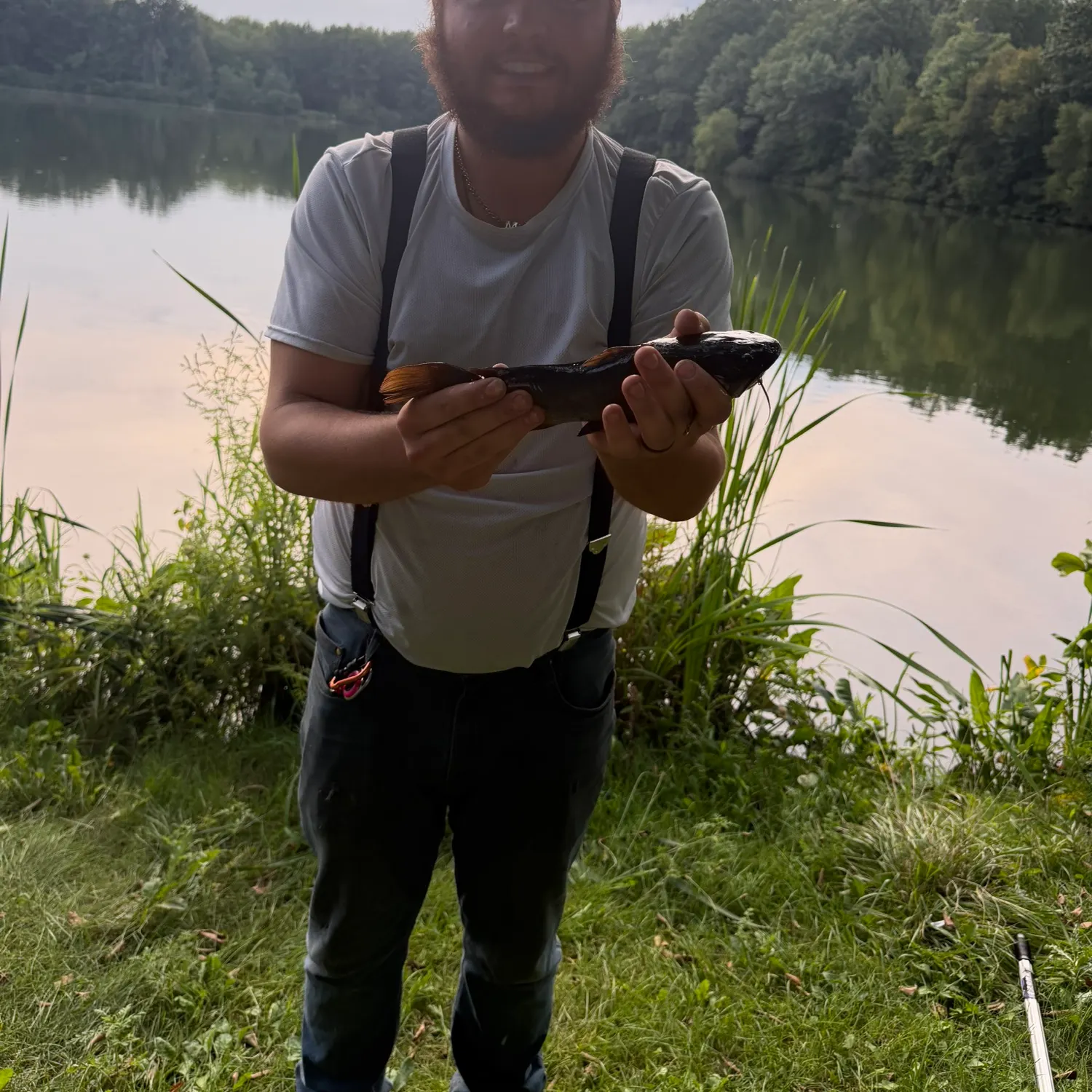 Yellow bullhead caught on Fishbrain