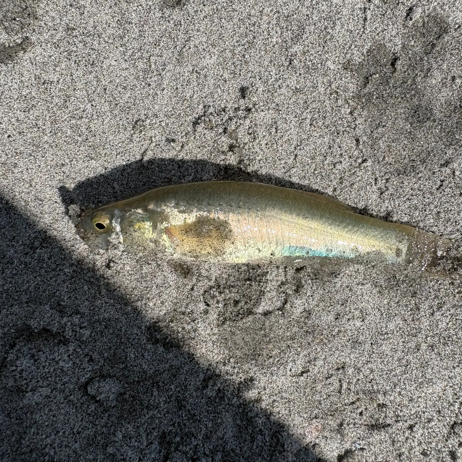 Banded killifish caught on Fishbrain