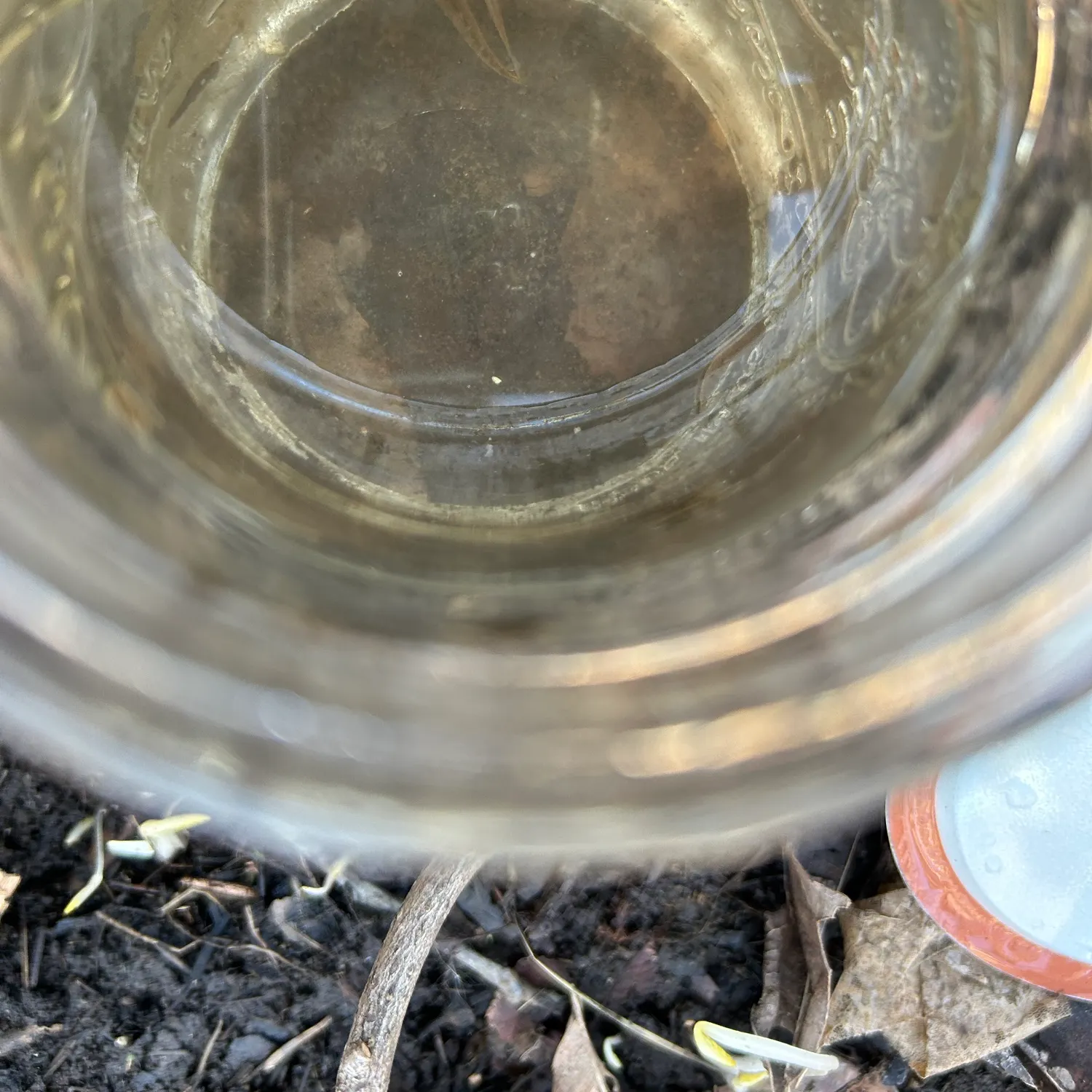 The most recent Eastern blacknose dace catches on Fishbrain