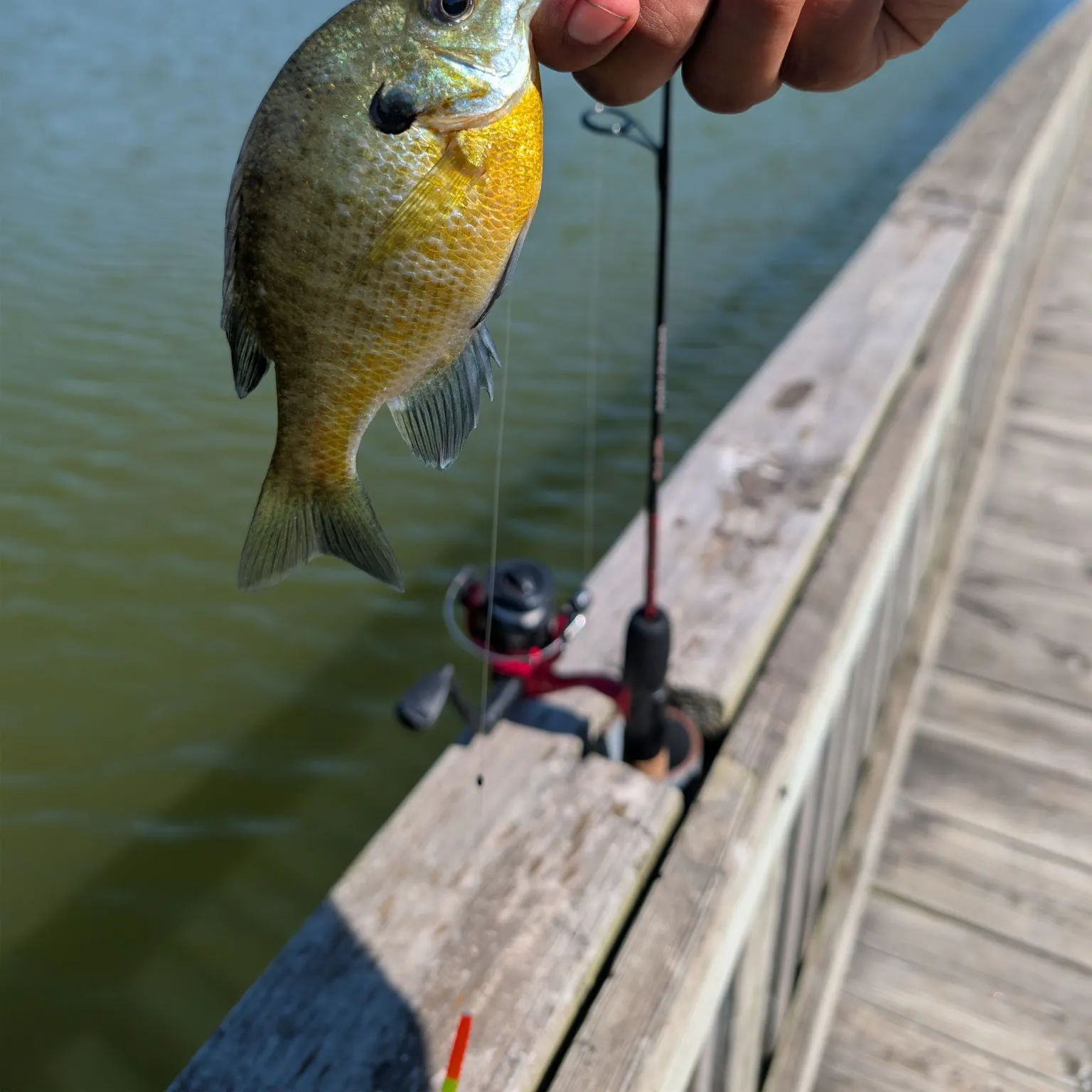 Bluegill caught on Fishbrain
