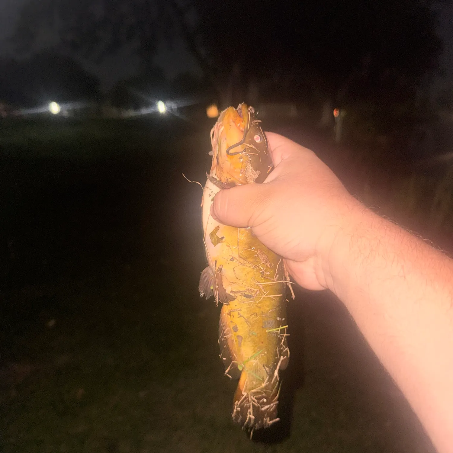 Yellow bullhead caught on Fishbrain