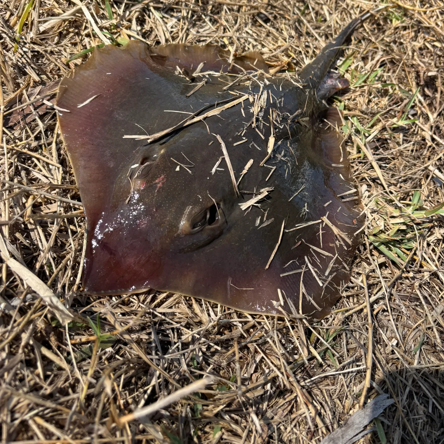 The most recent Atlantic stingray catches on Fishbrain