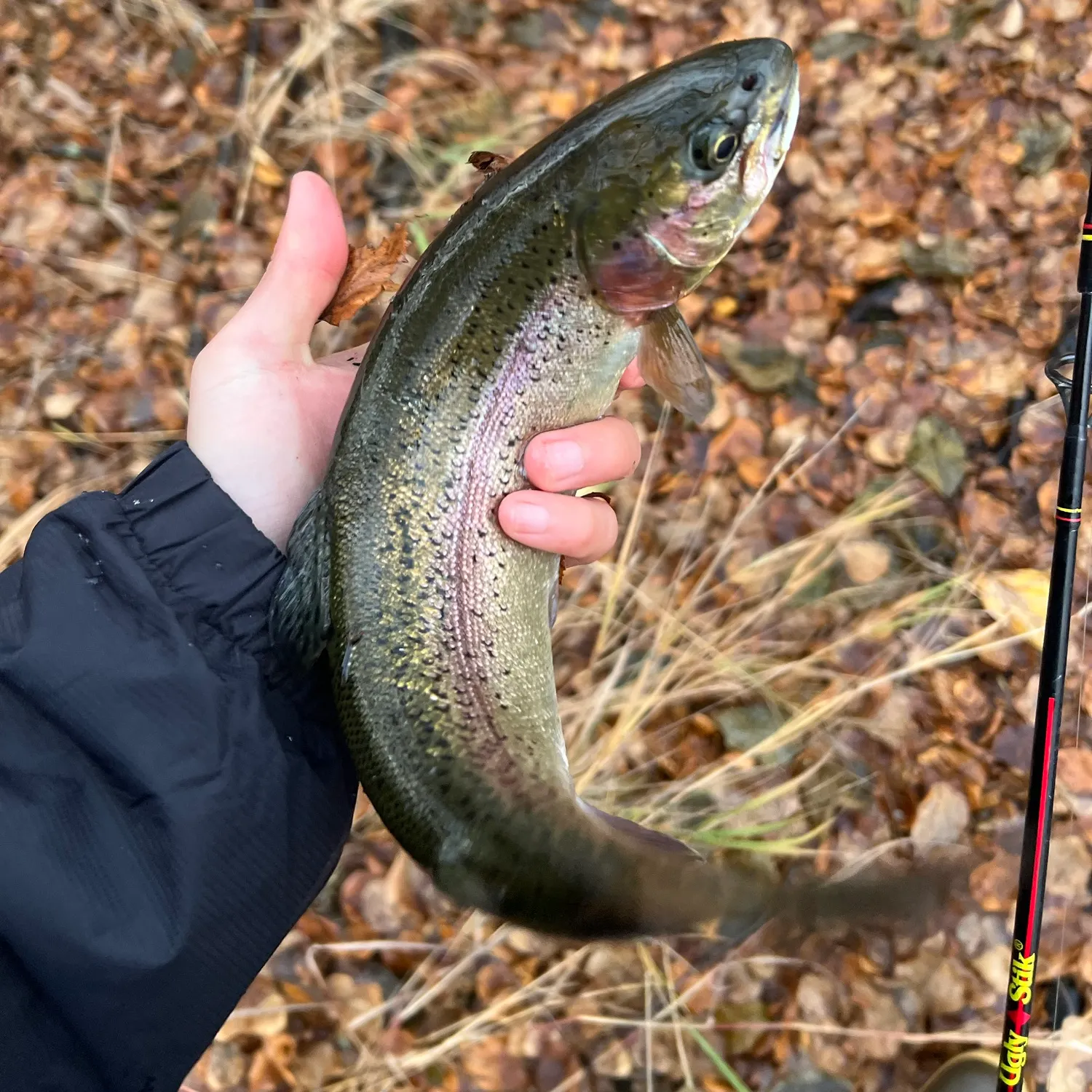 Rainbow trout caught on Fishbrain